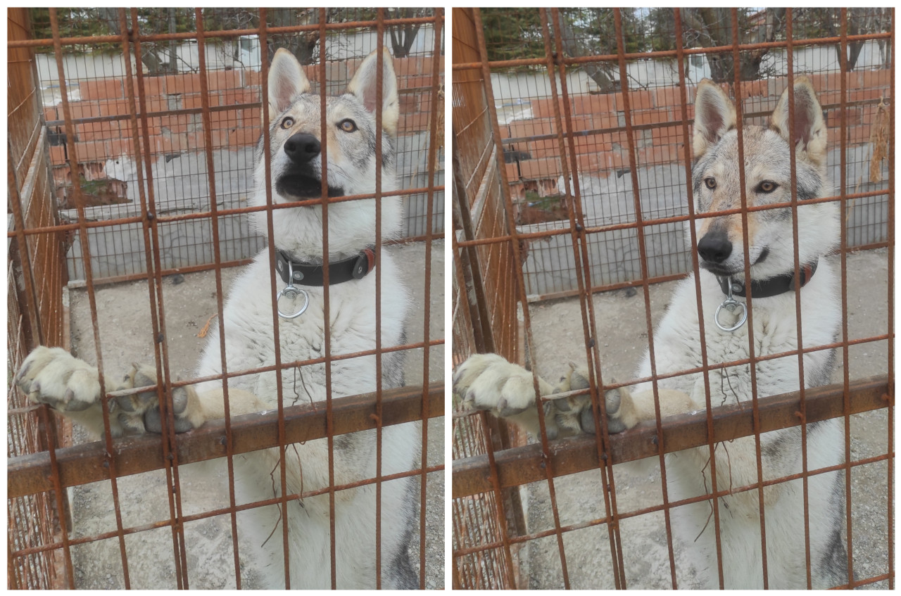 Wolfdog cinsi kızıma eş arıyorum. 3