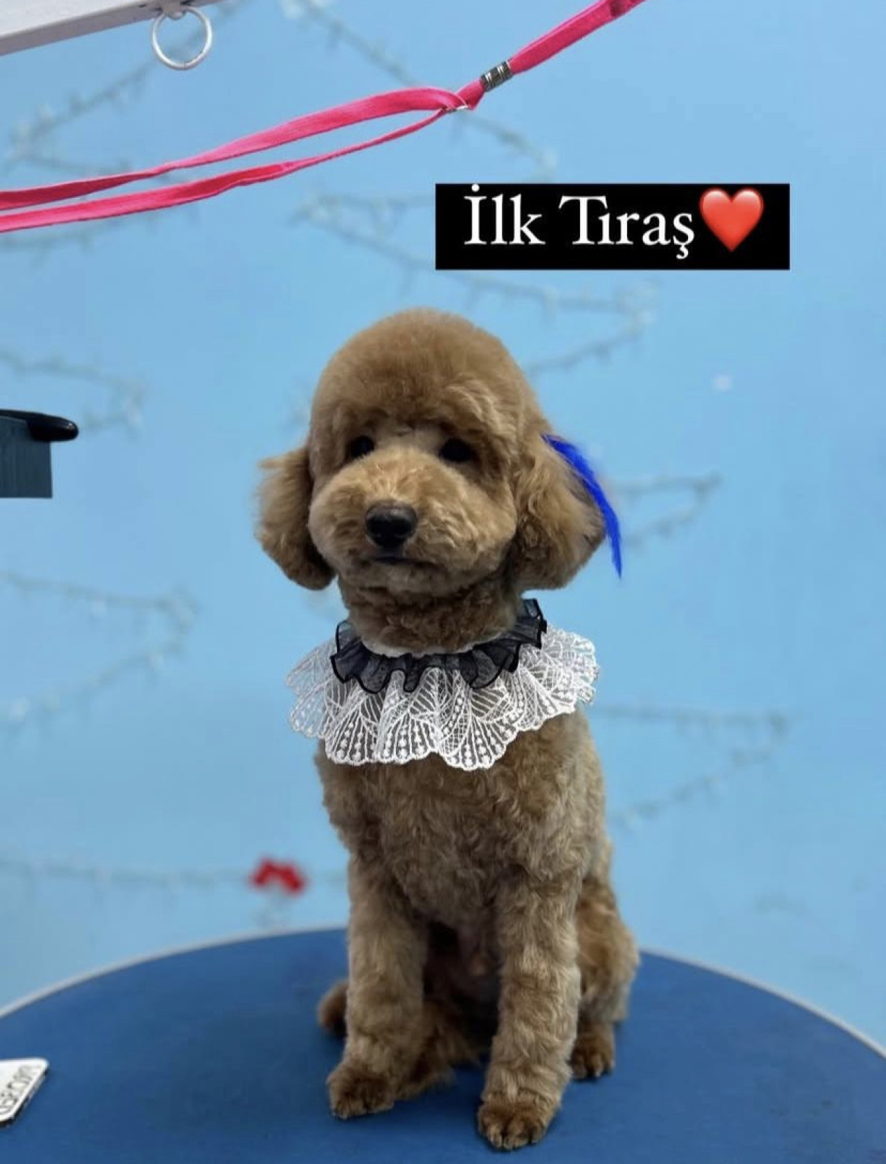 Poodle Çakıl