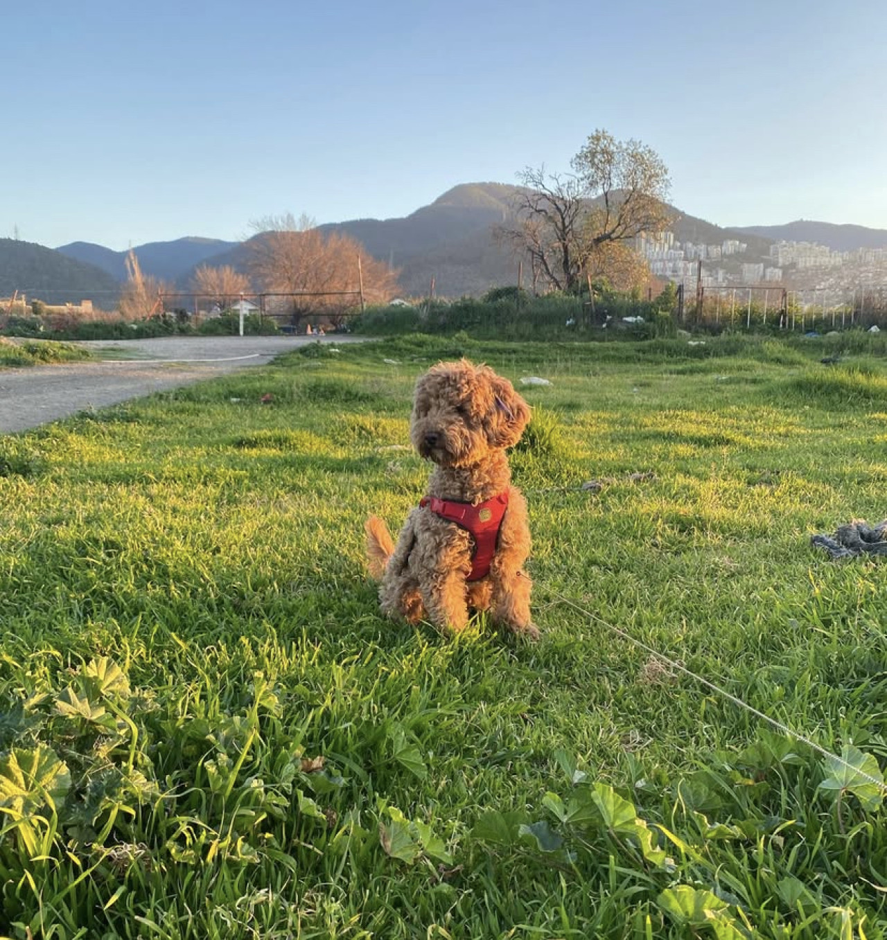 Poodle Çakıl 3