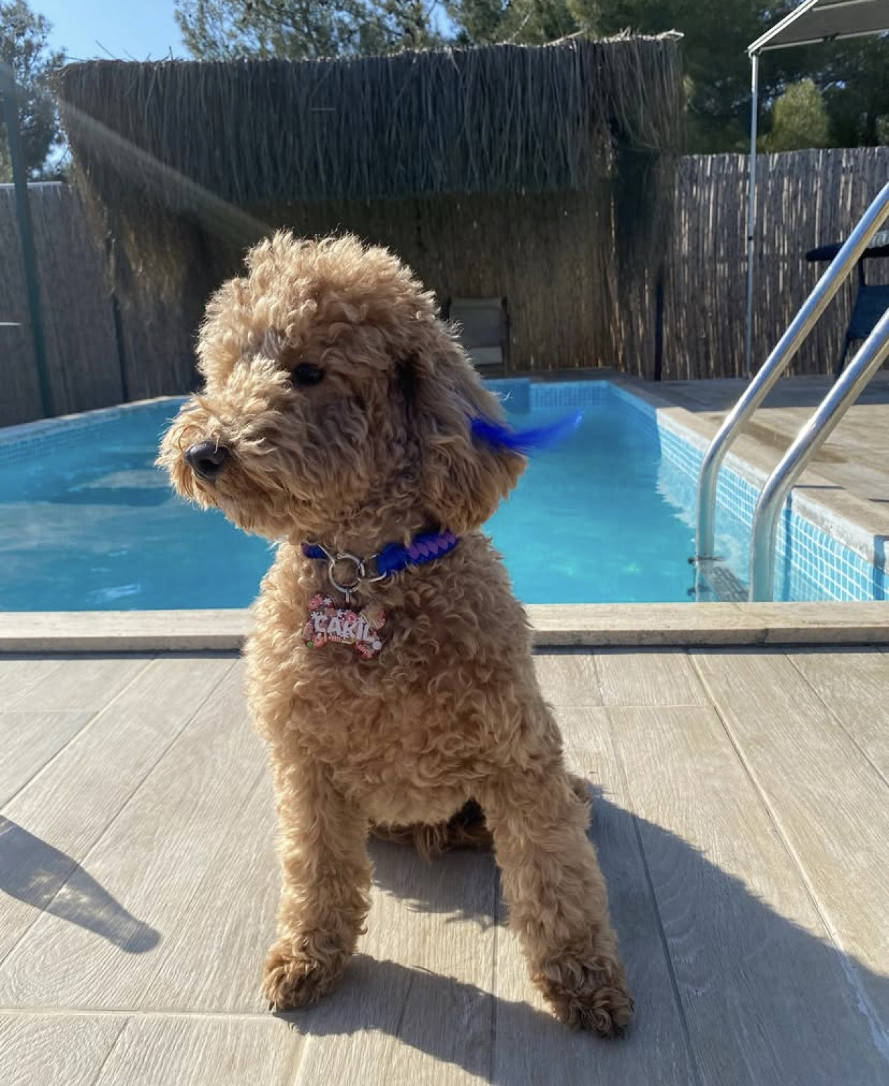 Poodle Çakıl 2