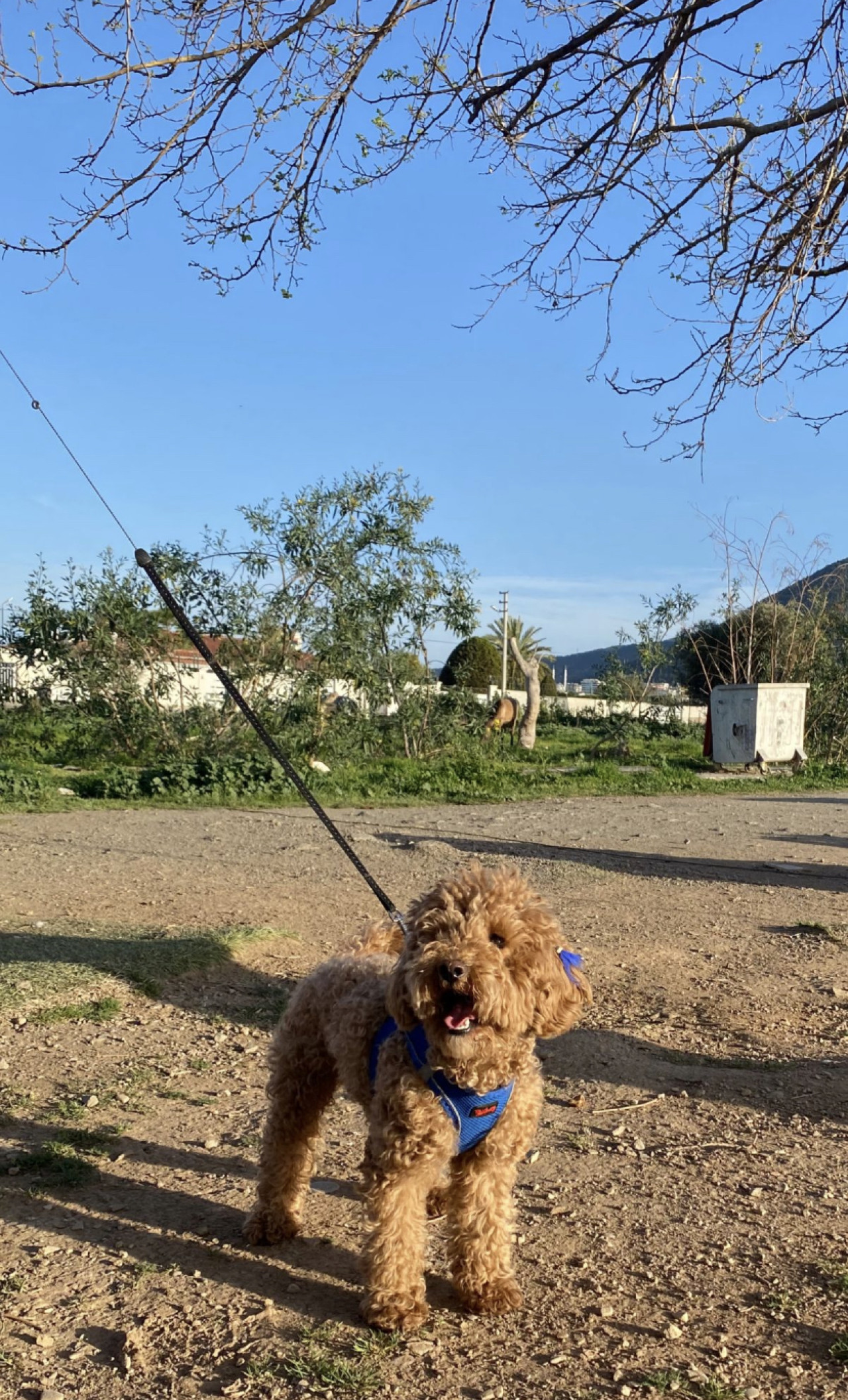 Poodle Çakıl 5