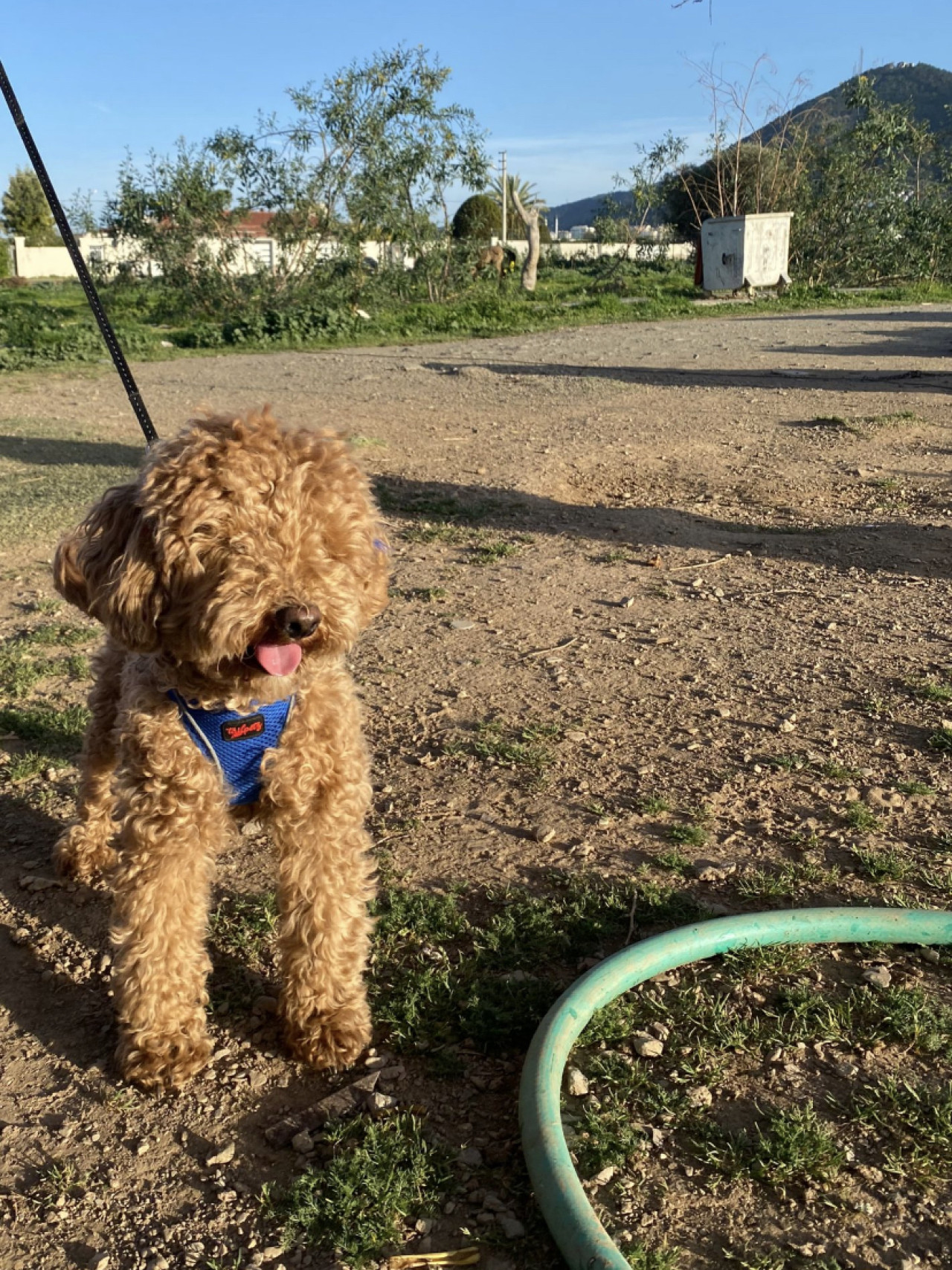 Poodle Çakıl 6