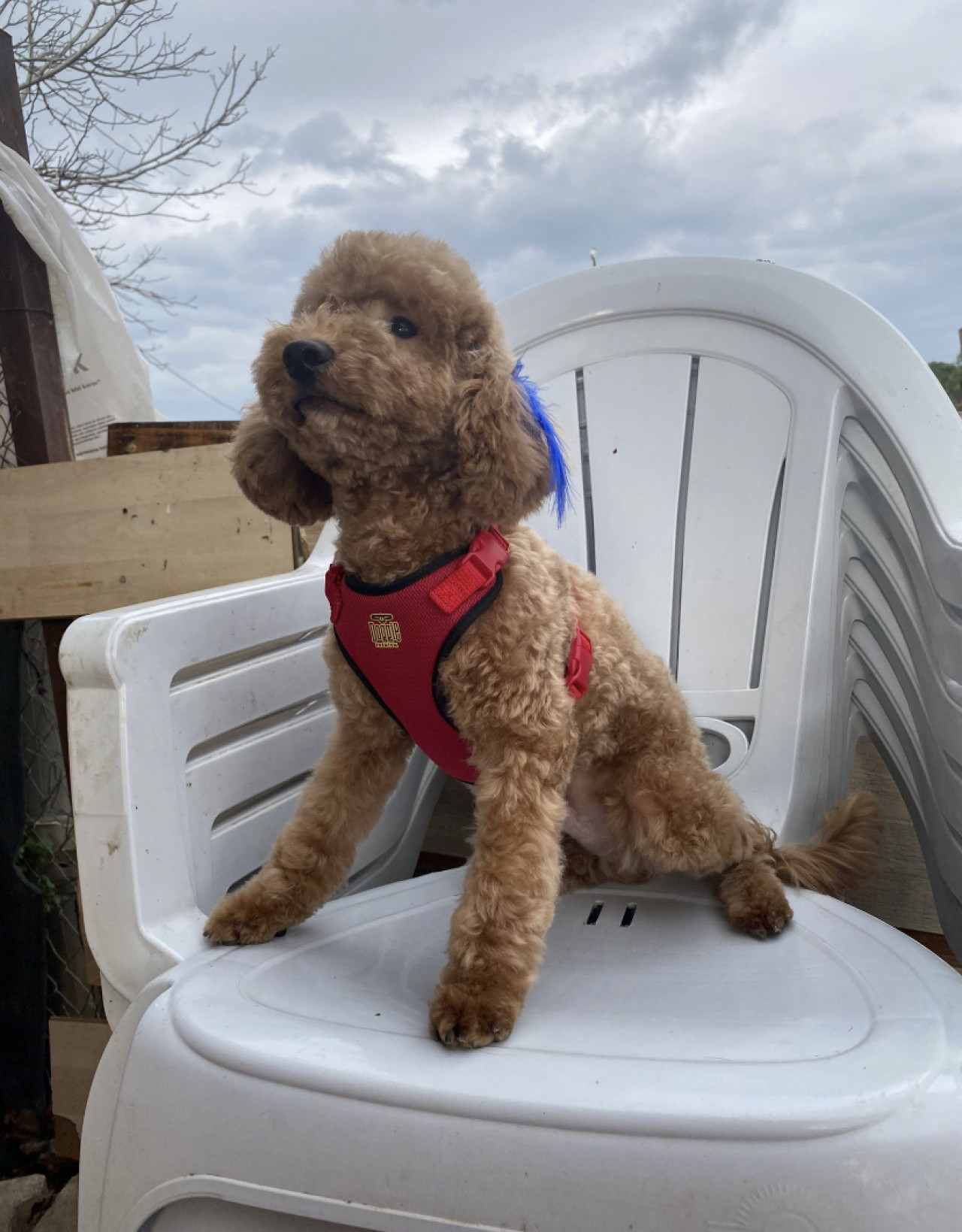 Poodle Çakıl 7