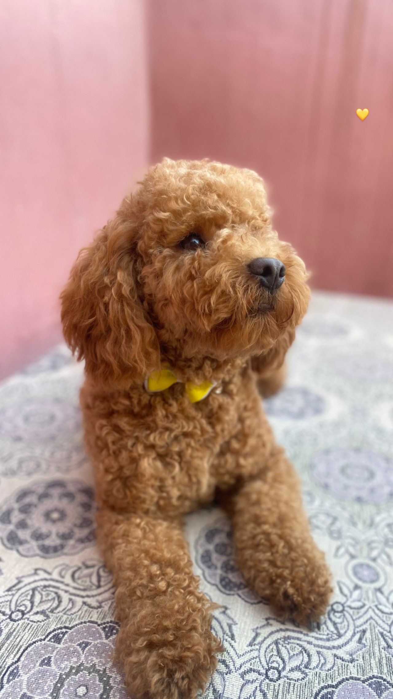 Toy poodle 1