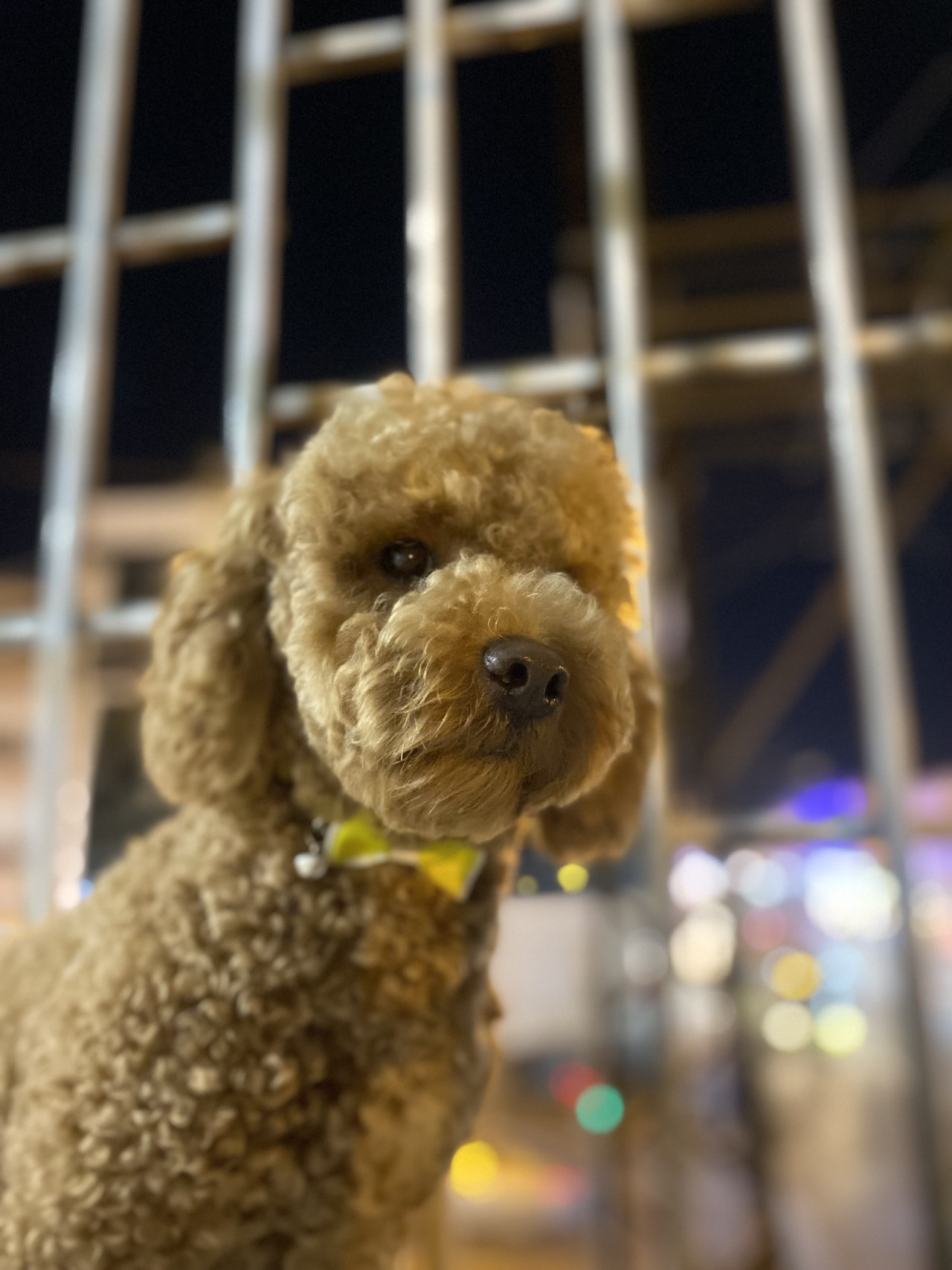 Toy poodle 2