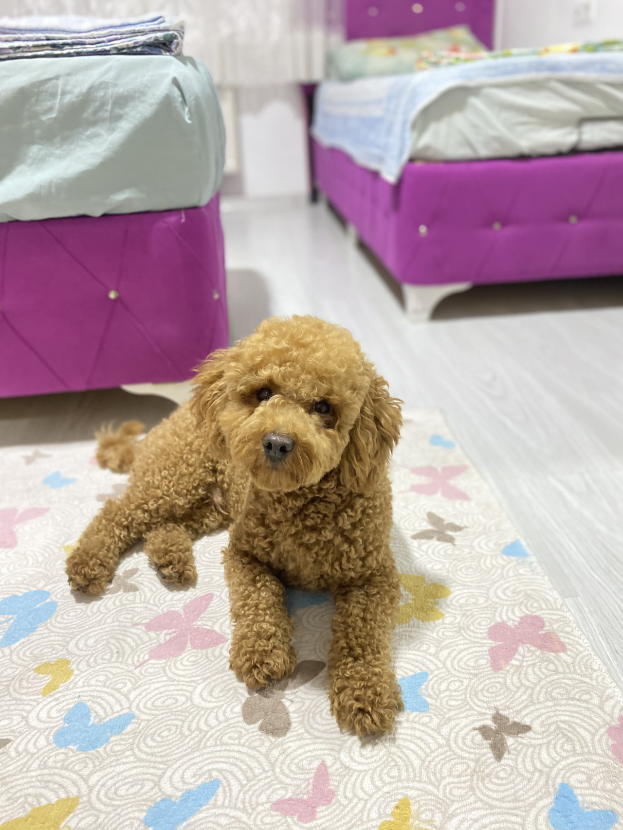 Toy poodle 3
