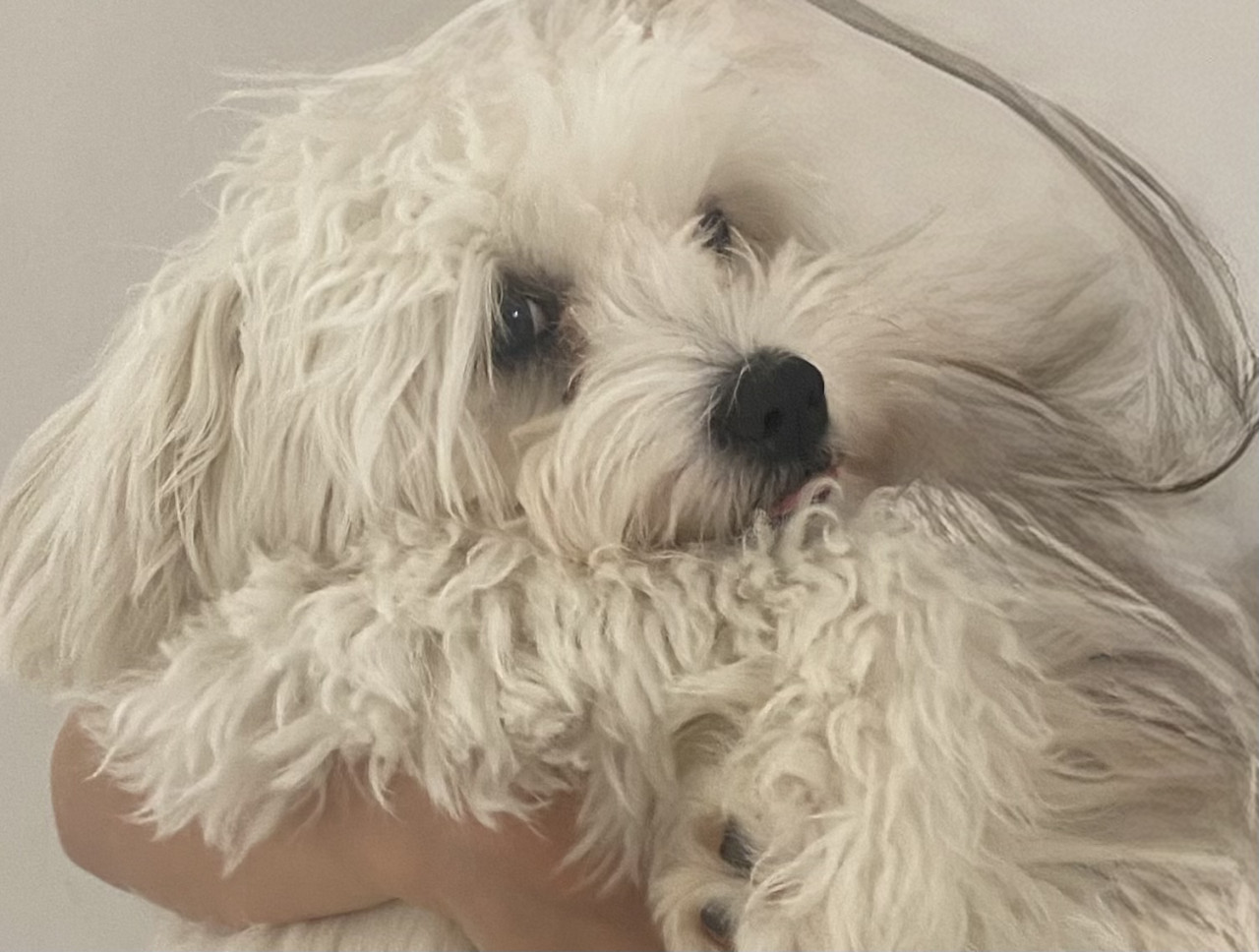 Maltese Kızıma Eş Arıyoruz 3