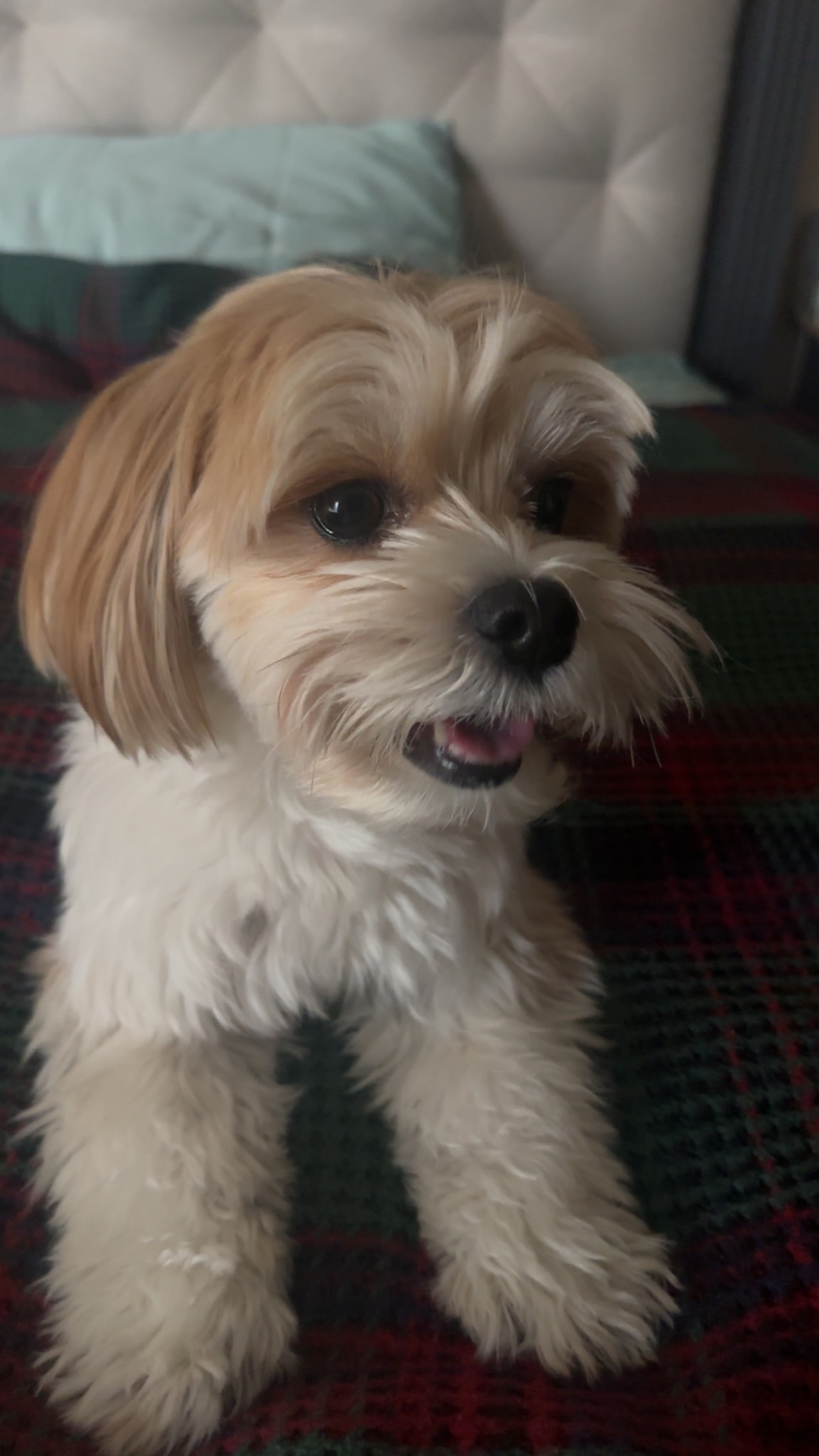 Gaia (Morkie)’ya eş arıyorum