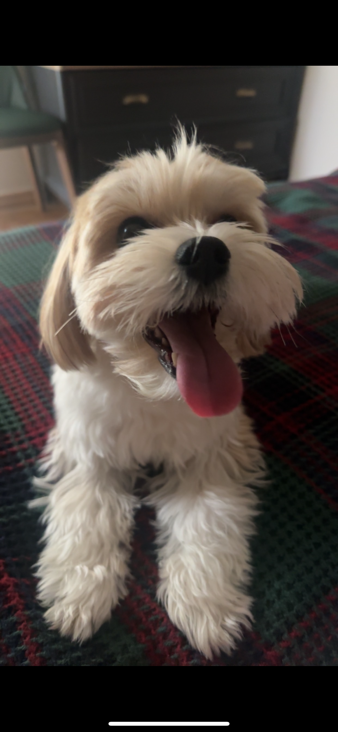 Gaia (Morkie)’ya eş arıyorum 4