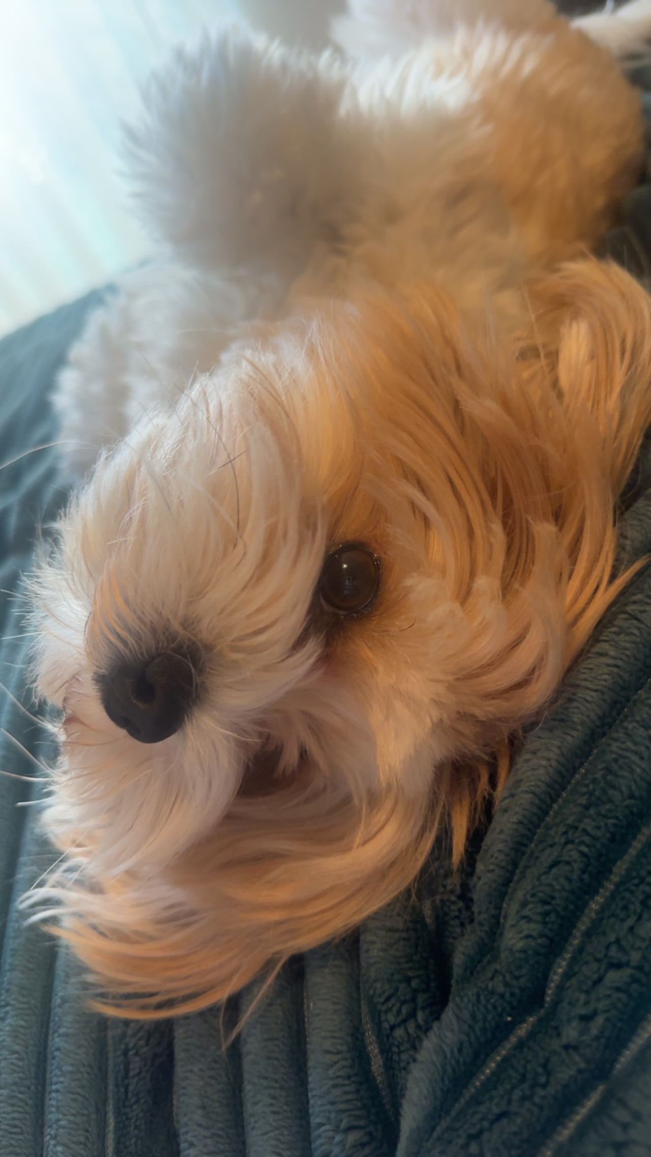 Gaia (Morkie)’ya eş arıyorum 2