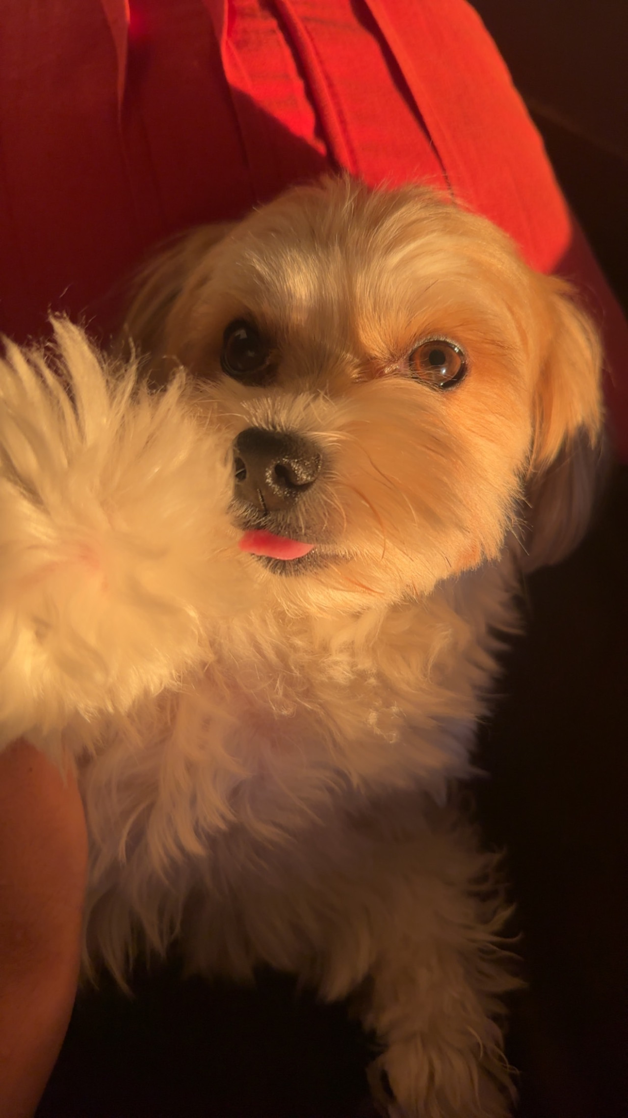 Gaia (Morkie)’ya eş arıyorum 3