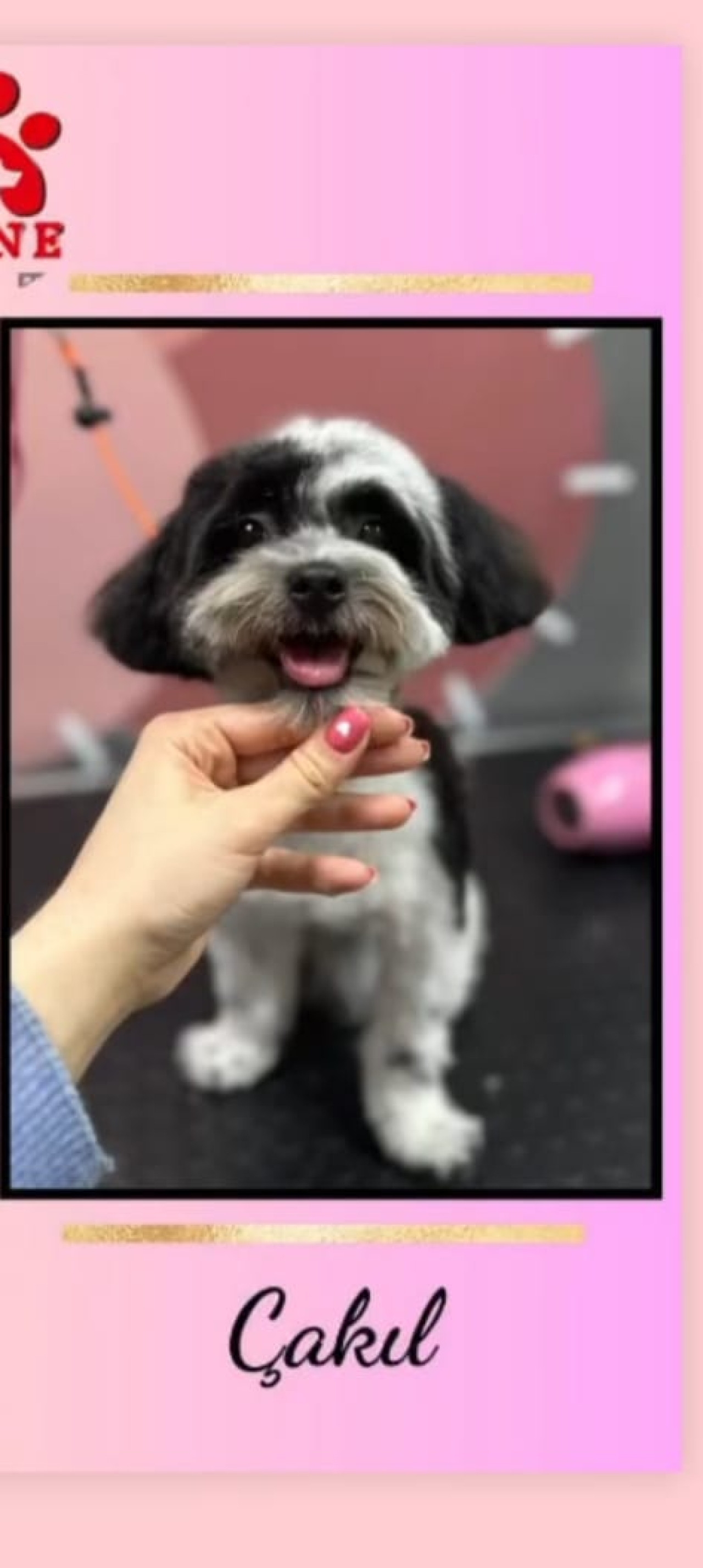 Shihtzu dişi çakıl hanım