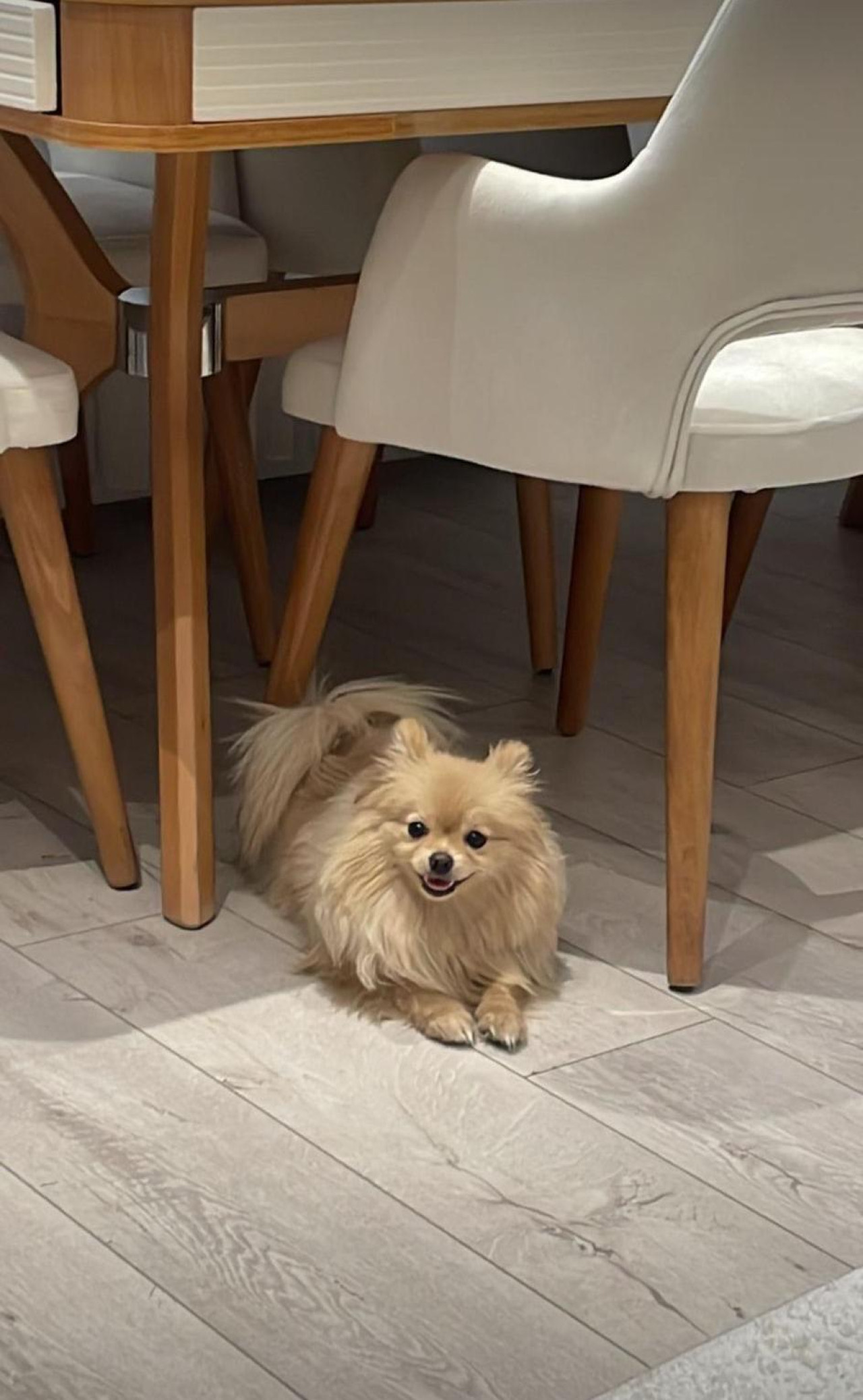 pomeryan pomerian dişi 2