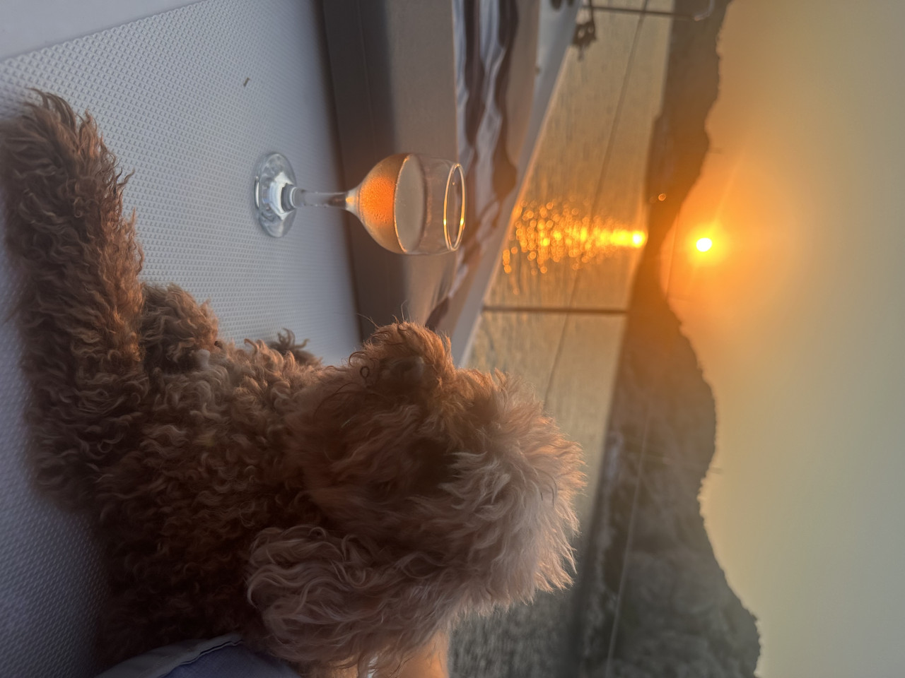 Toy poodle 2