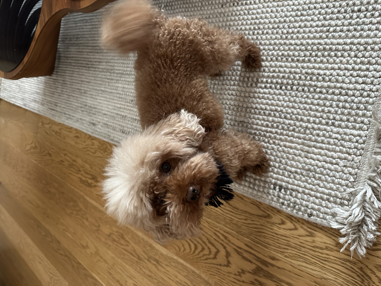 Toy poodle 4