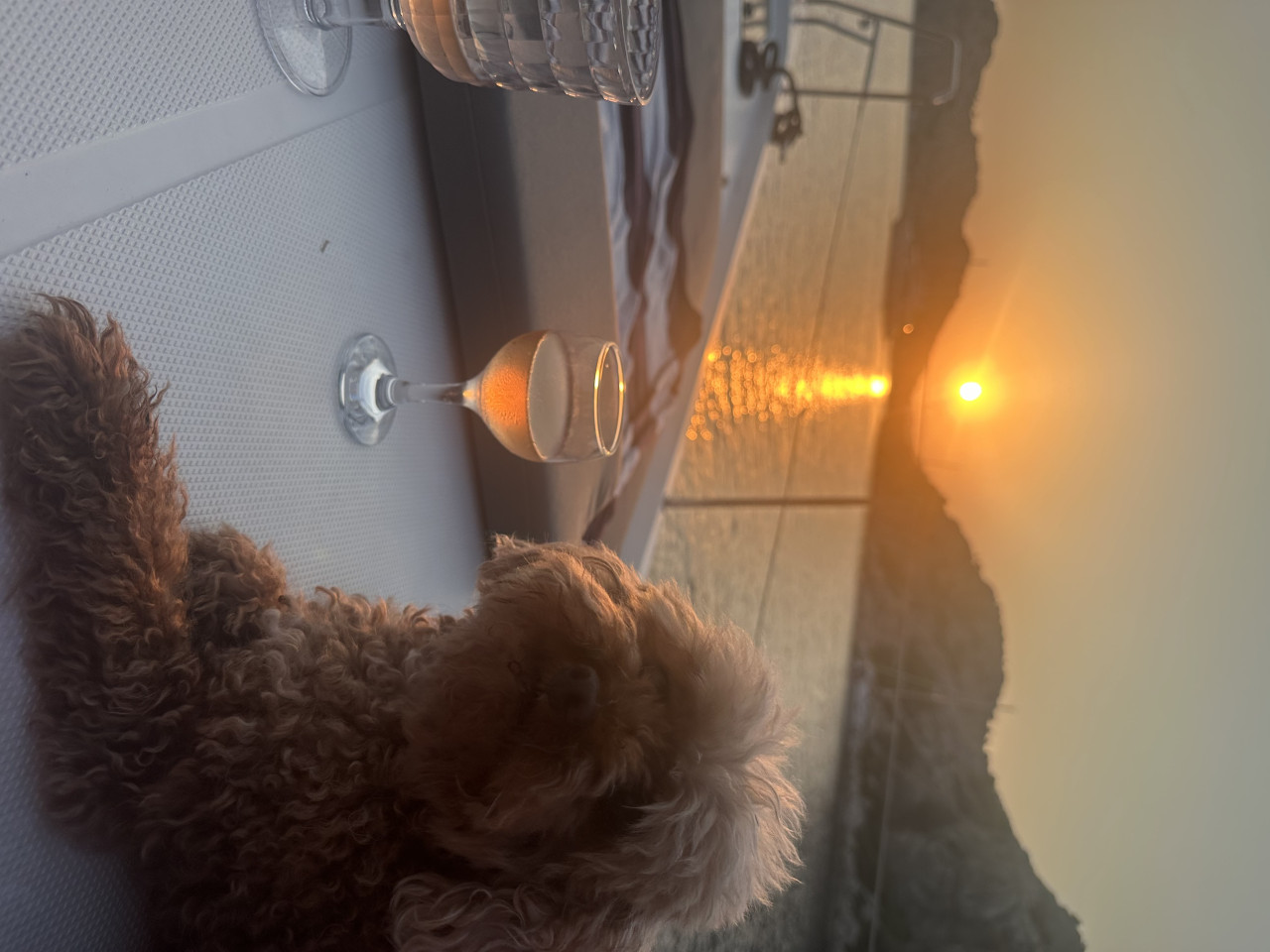 Toy poodle 3