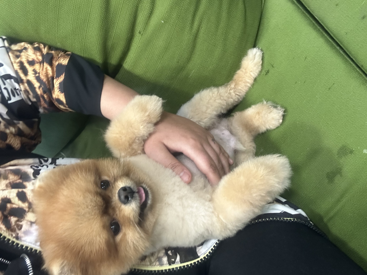 Pomerian
