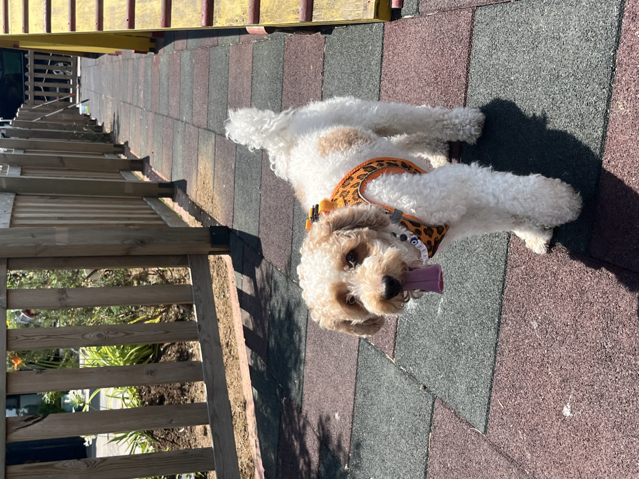 2,5 yaşında sağlıklı ve oyuncu (Toy Poodle) Cookie için uygun bir eş adayı arıyoruz 2