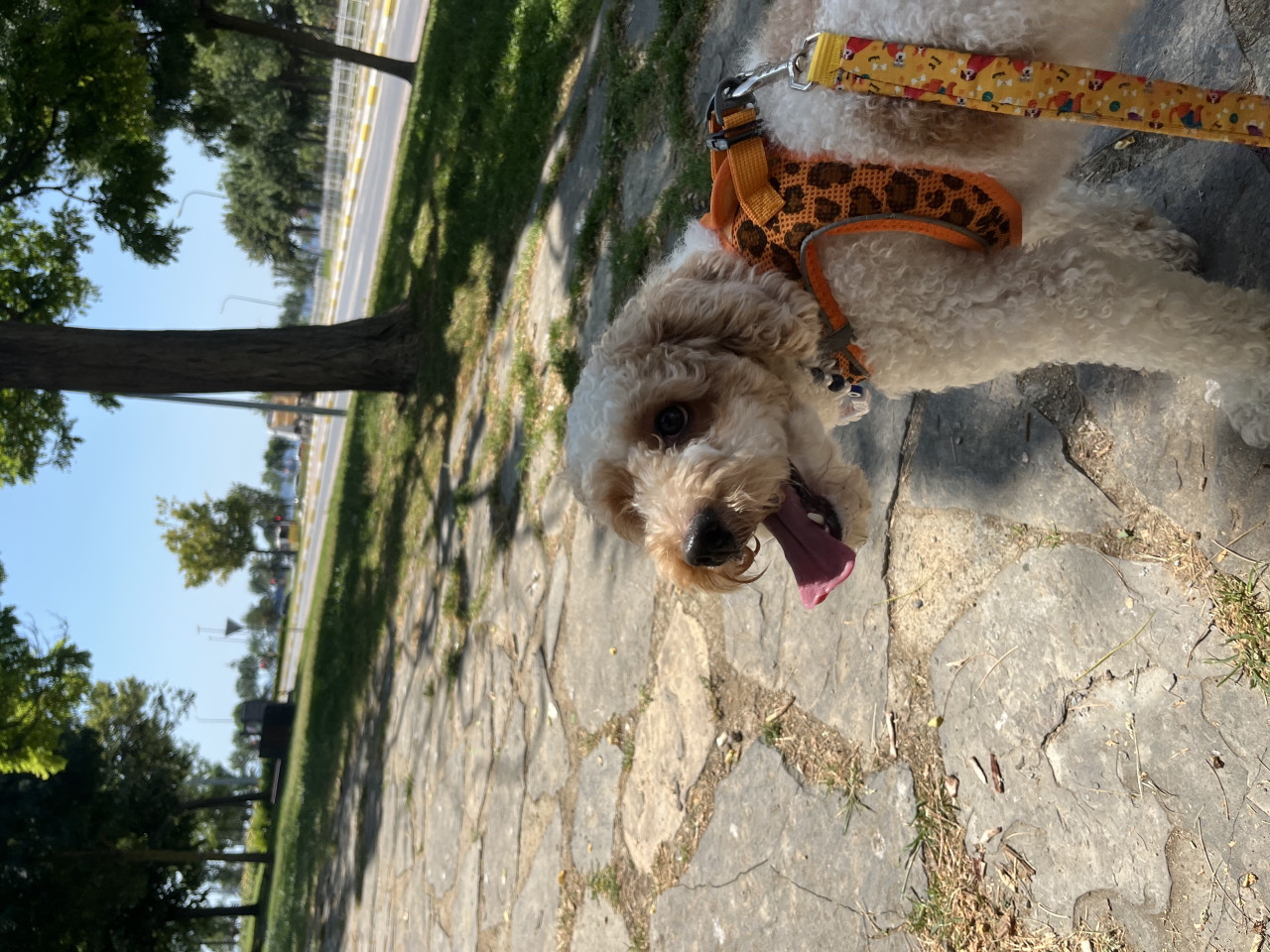 2,5 yaşında sağlıklı ve oyuncu (Toy Poodle) Cookie için uygun bir eş adayı arıyoruz 3