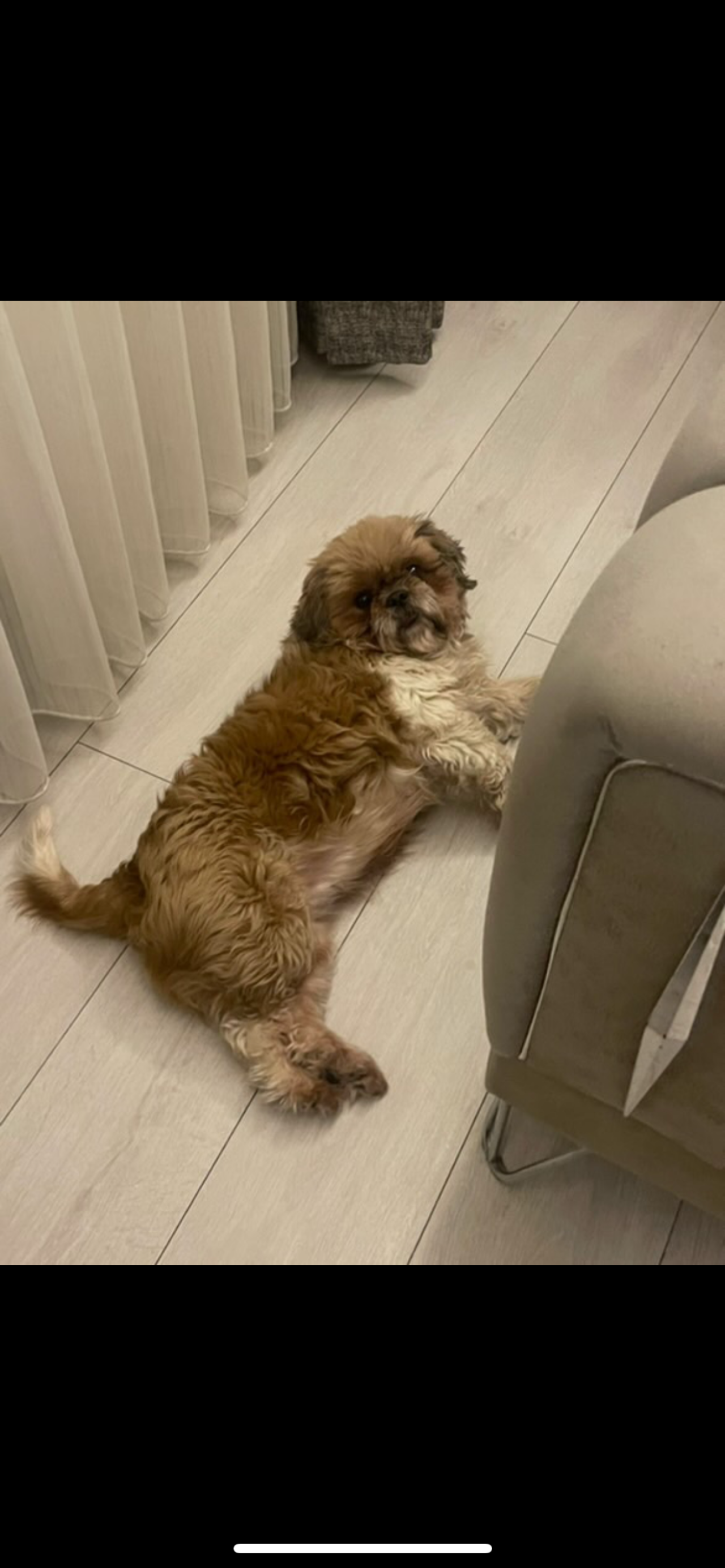 3 Yaşında dişi shih tzu eş arıyor