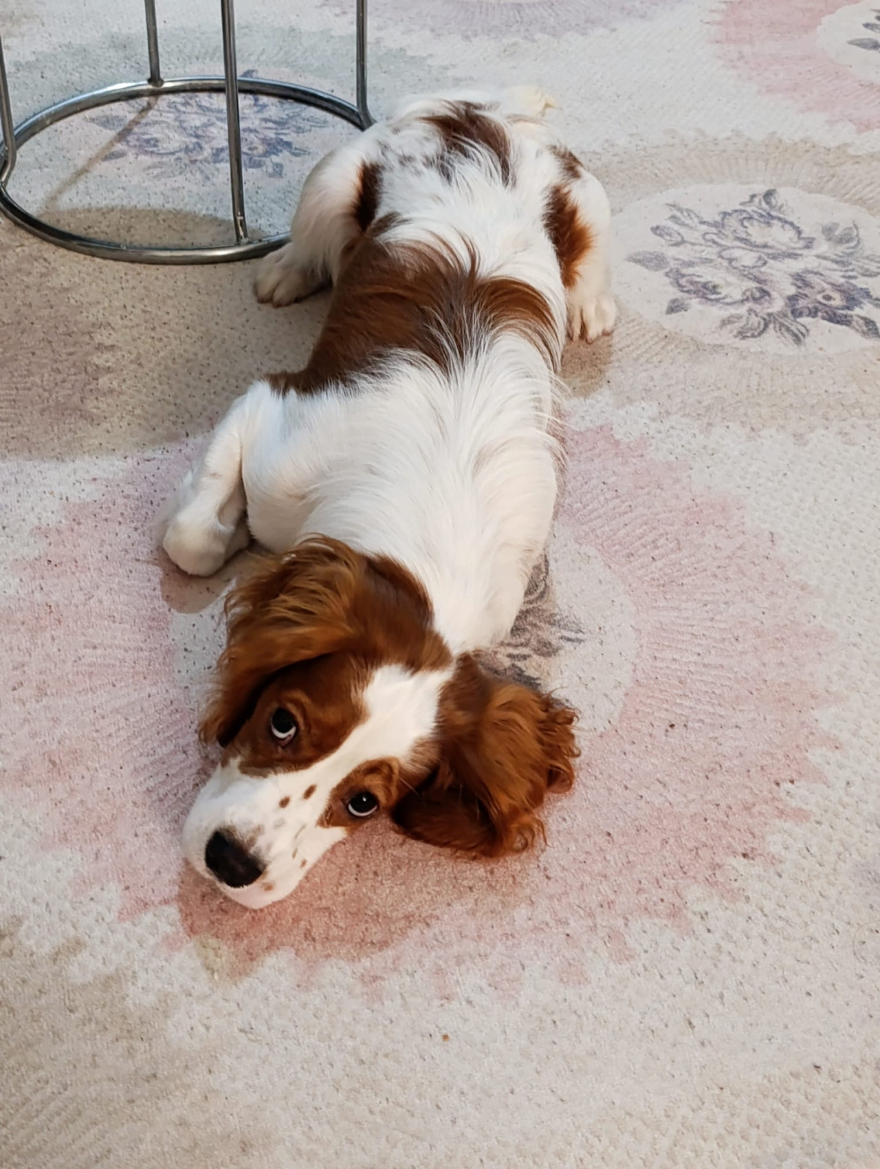Cavalier king charles