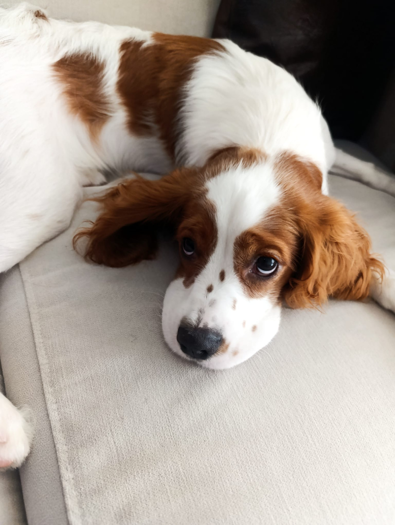 Cavalier king charles 2