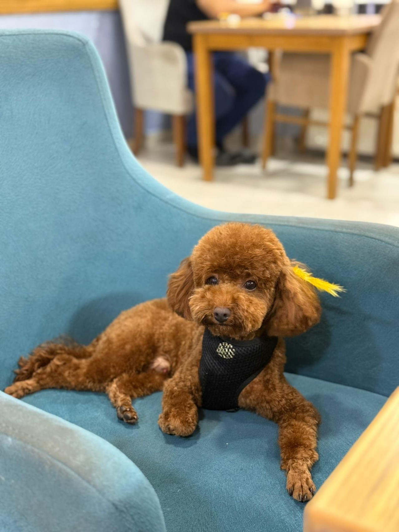 Toy poodle 2