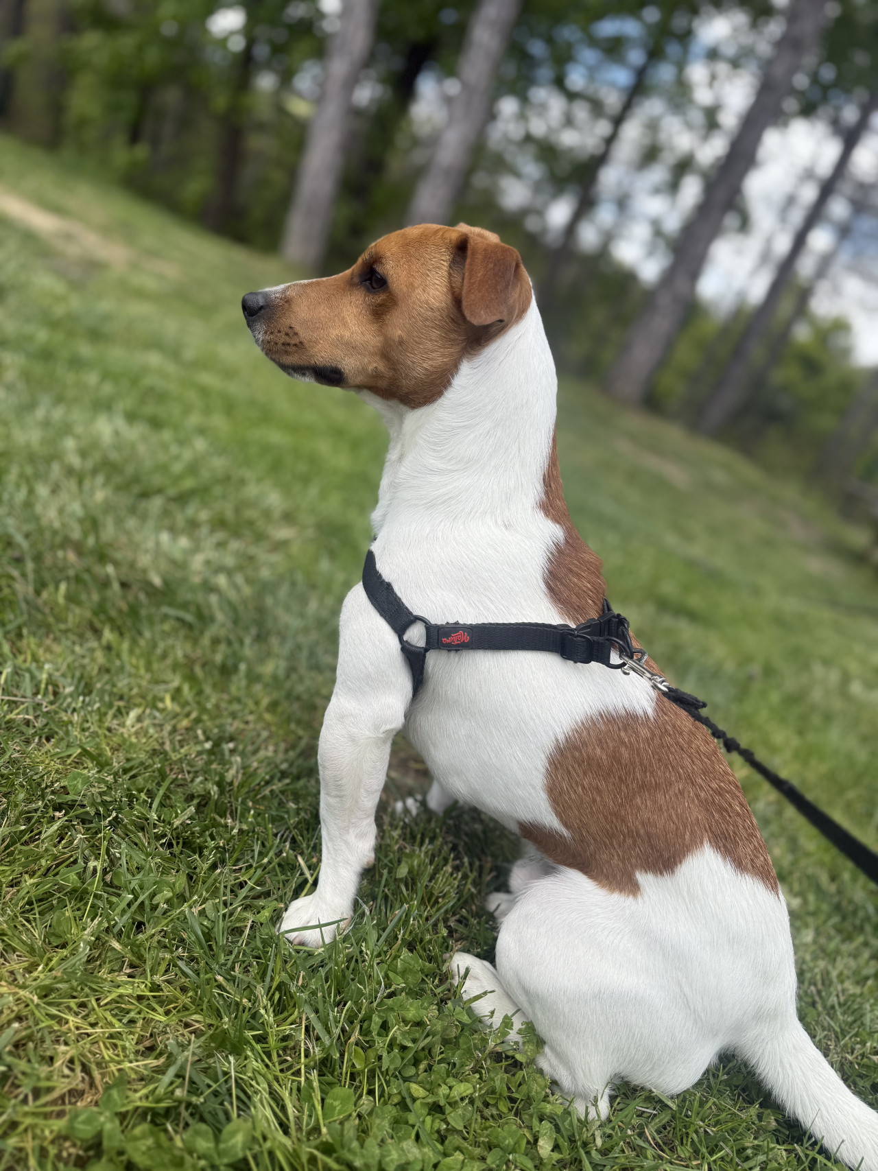 Jack rusell oğlumuz 2