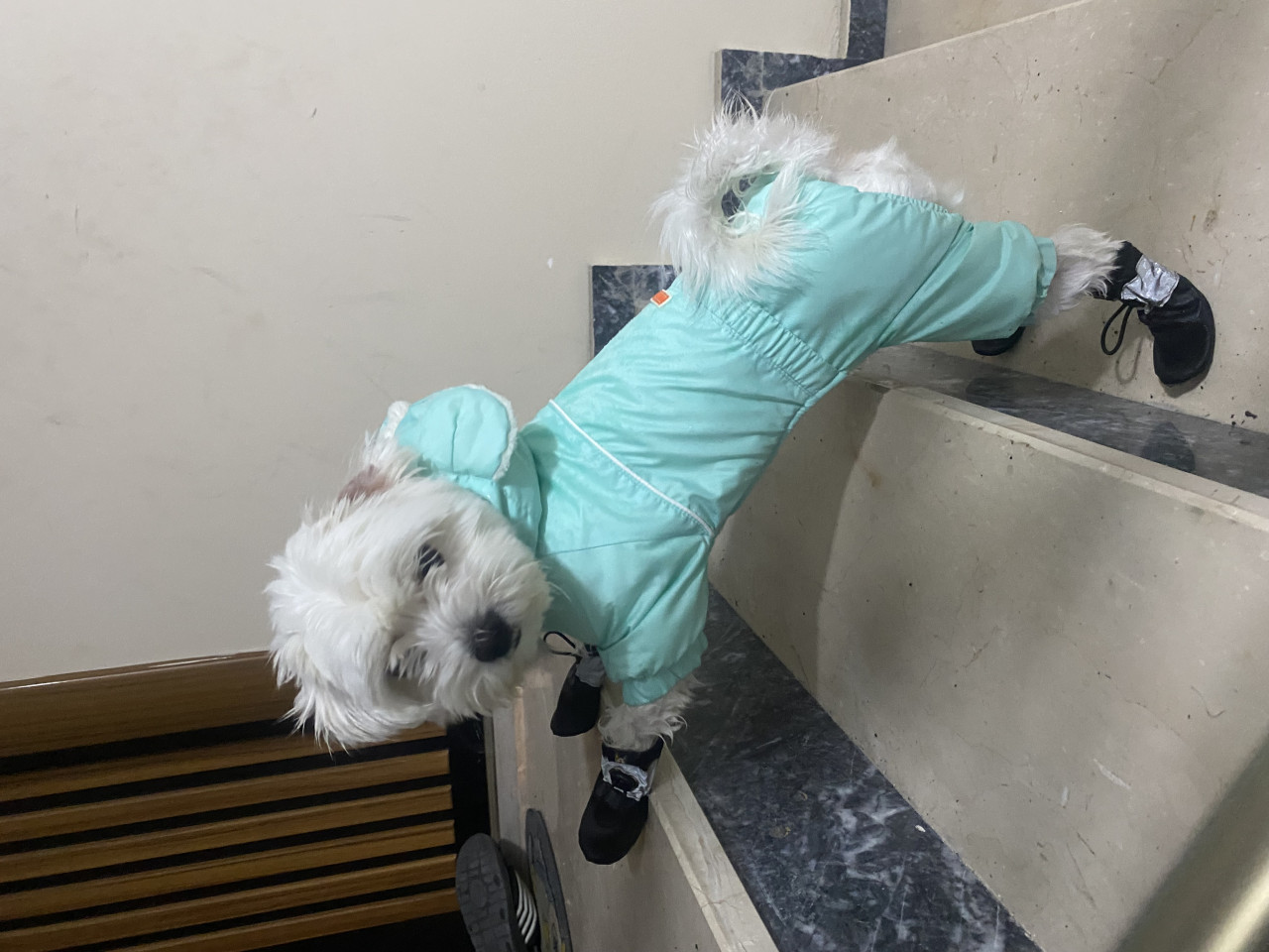 1 numara Mini boy Maltese Teriere Gelin adayı arıyoruz