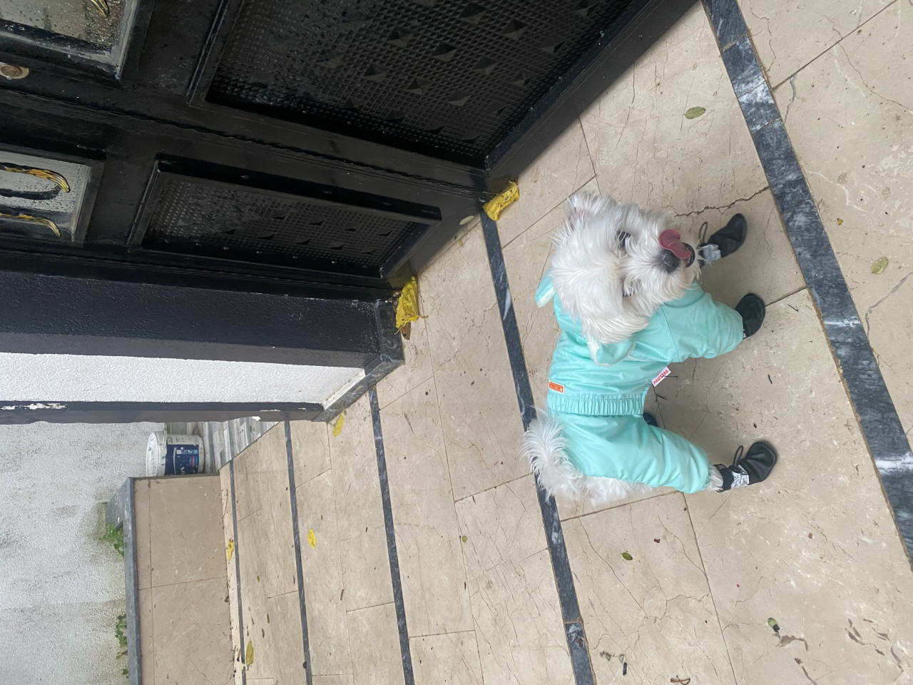 1 numara Mini boy Maltese Teriere Gelin adayı arıyoruz 2