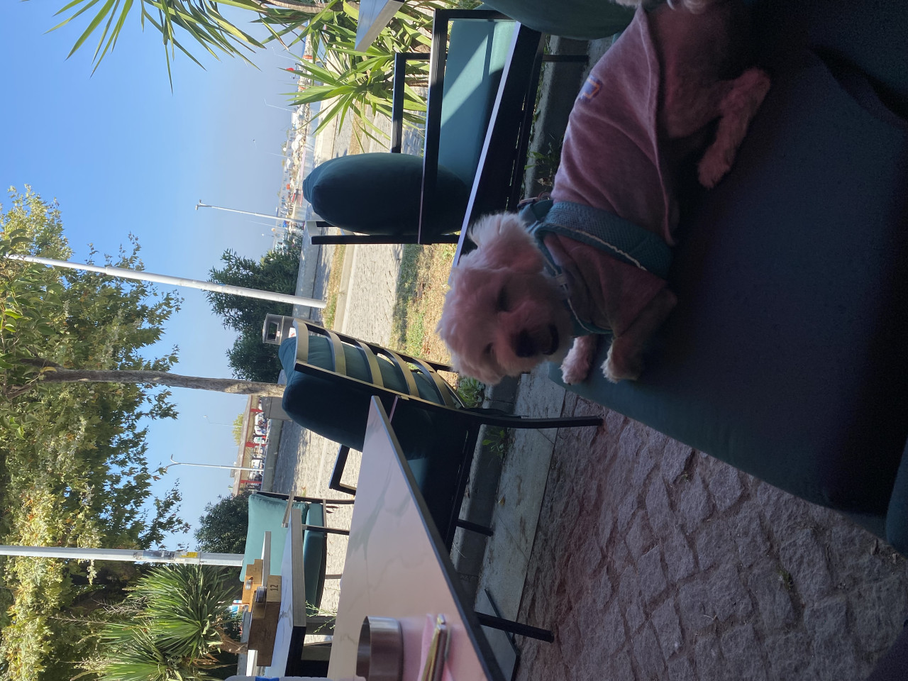 1 numara Mini boy Maltese Teriere Gelin adayı arıyoruz 3