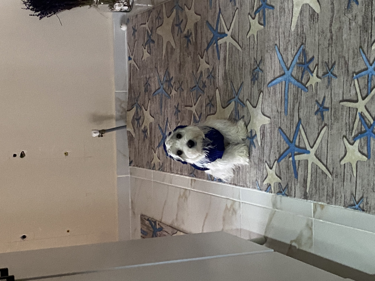 1 numara Mini boy Maltese Teriere Gelin adayı arıyoruz 4