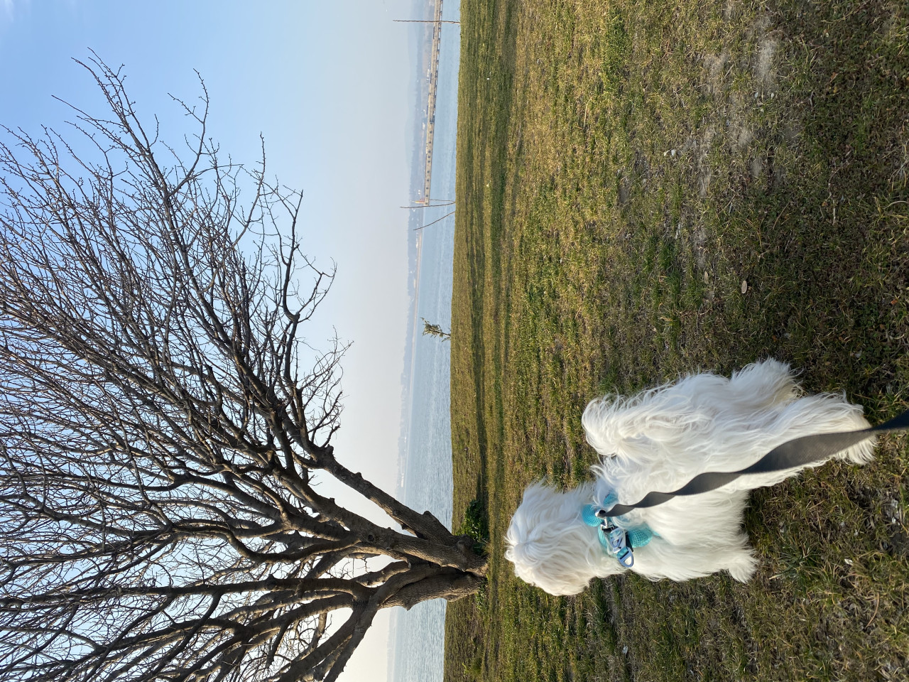 1 numara Mini boy Maltese Teriere Gelin adayı arıyoruz 5