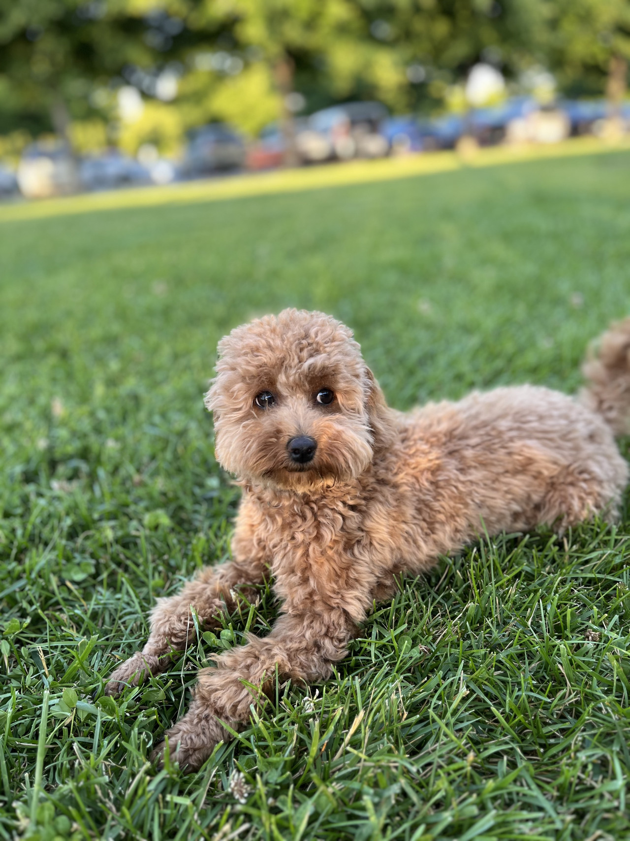 14 aylık, 2,5 kg Boyoz kızımıza eş arıyoruz 2