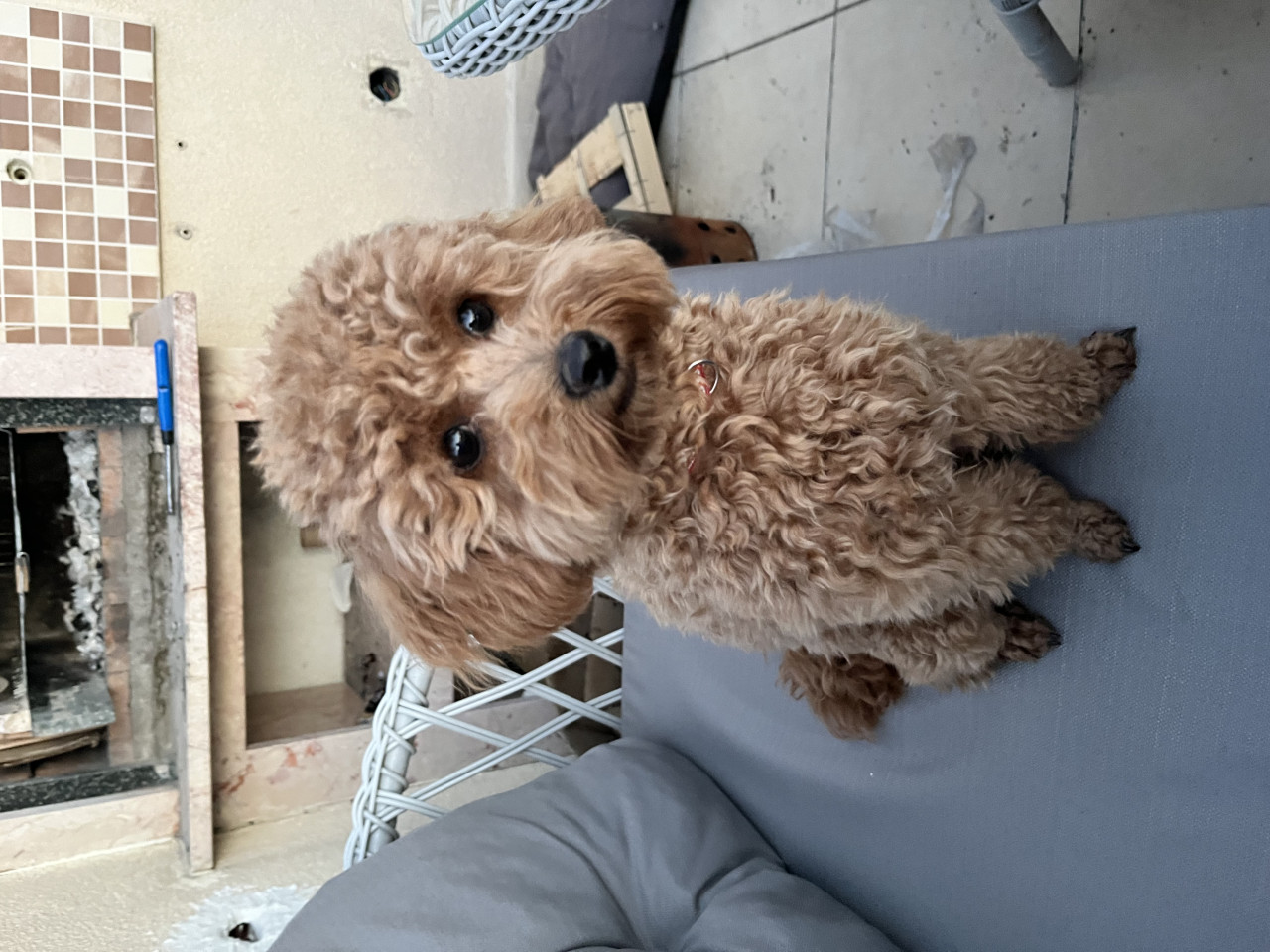 14 aylık, 2,5 kg Boyoz kızımıza eş arıyoruz 3