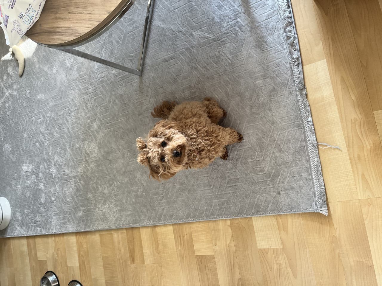 14 aylık, 2,5 kg Boyoz kızımıza eş arıyoruz 4