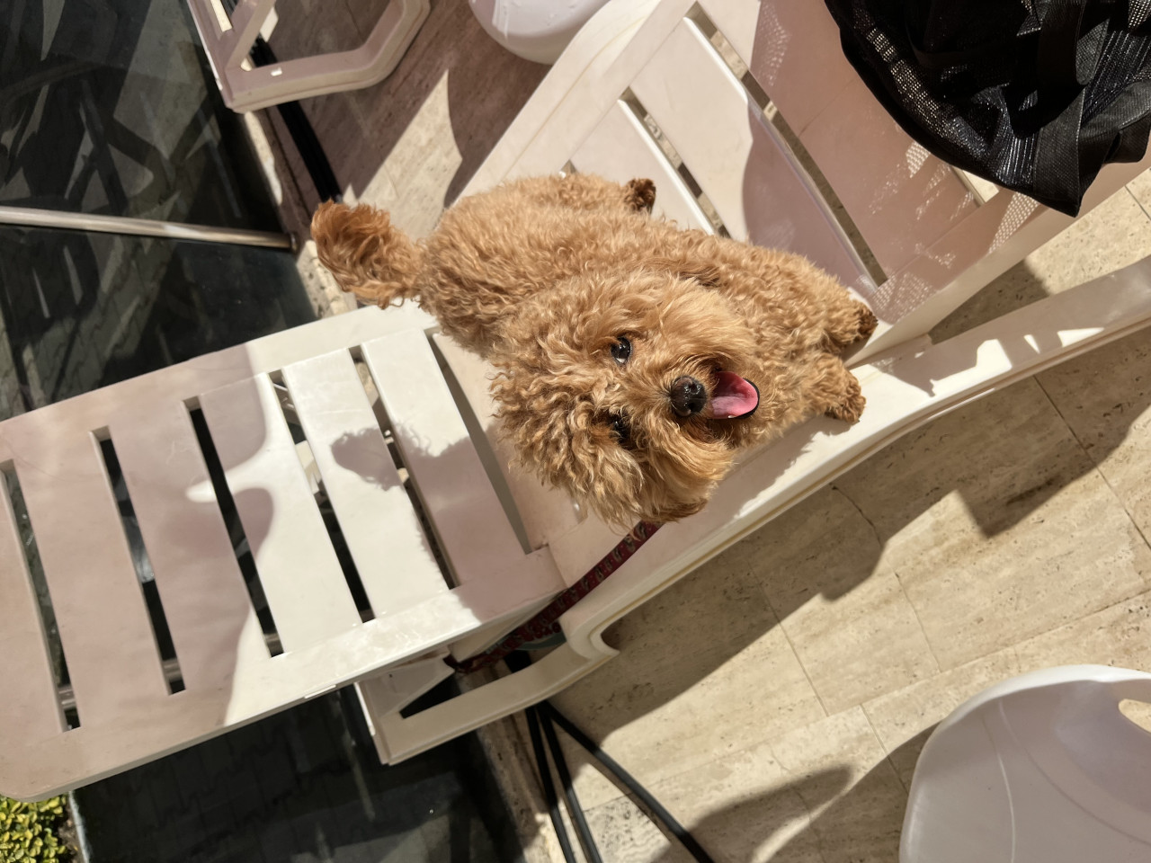 14 aylık, 2,5 kg Boyoz kızımıza eş arıyoruz 5