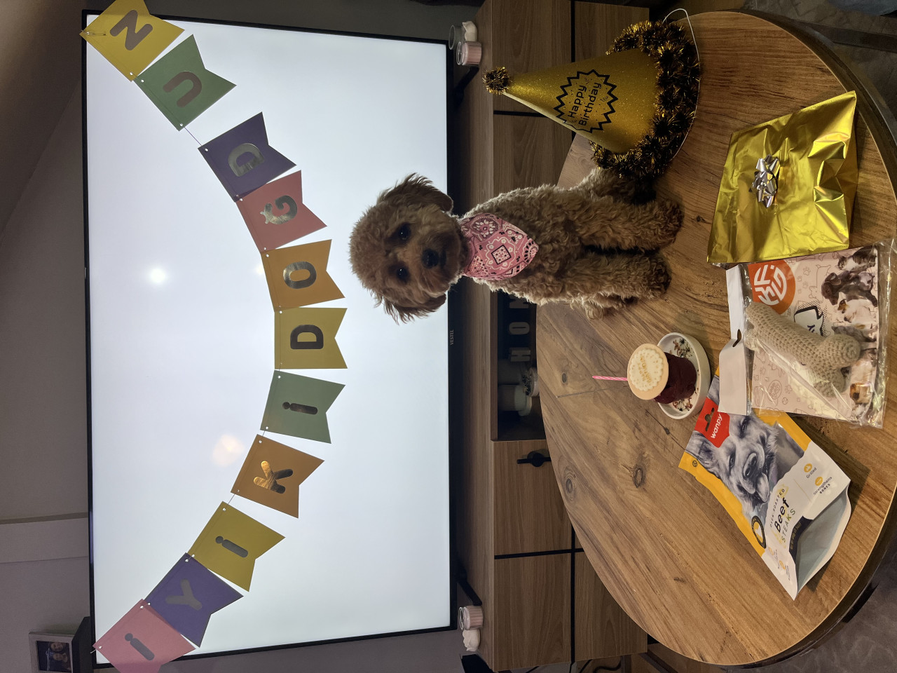 14 aylık, 2,5 kg Boyoz kızımıza eş arıyoruz 6