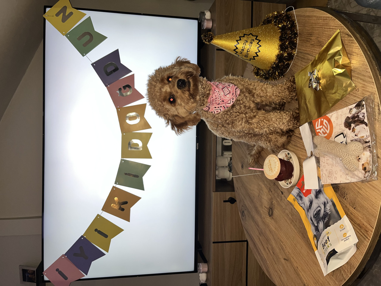 14 aylık, 2,5 kg Boyoz kızımıza eş arıyoruz 7