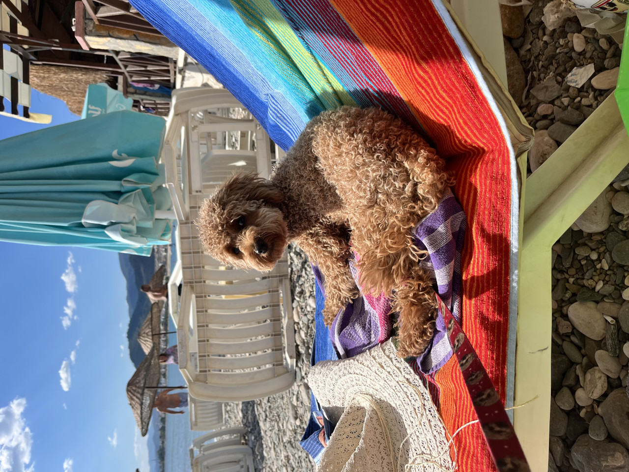 14 aylık, 2,5 kg Boyoz kızımıza eş arıyoruz 8