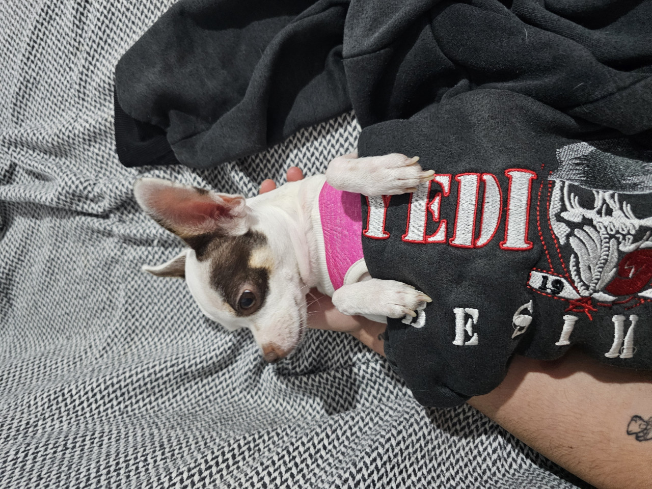 3 Yaşındaki Chihuhua kızımıza eş arıyoruz 2