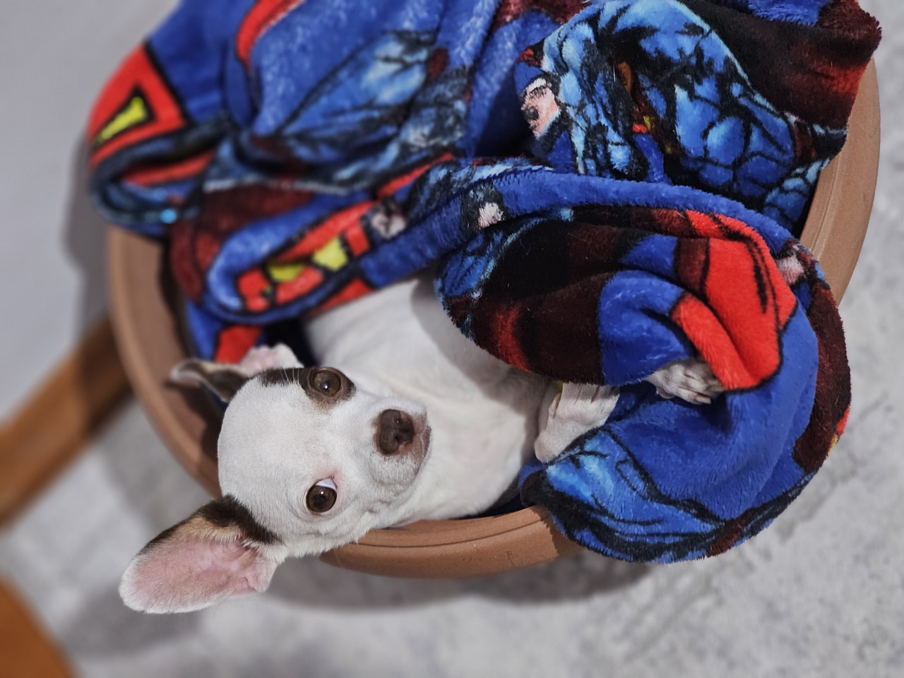 3 Yaşındaki Chihuhua kızımıza eş arıyoruz 3