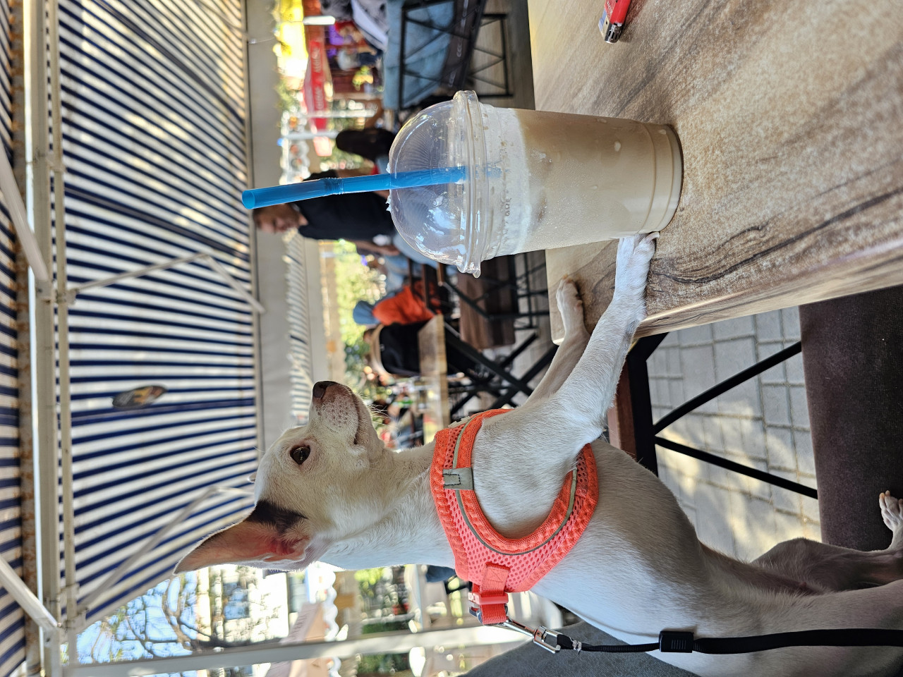 3 Yaşındaki Chihuhua kızımıza eş arıyoruz 5