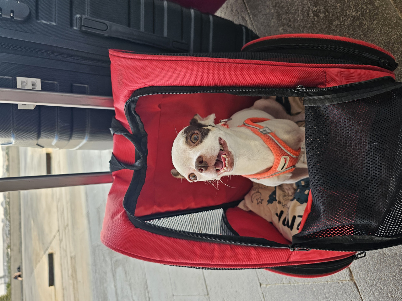 3 Yaşındaki Chihuhua kızımıza eş arıyoruz 4