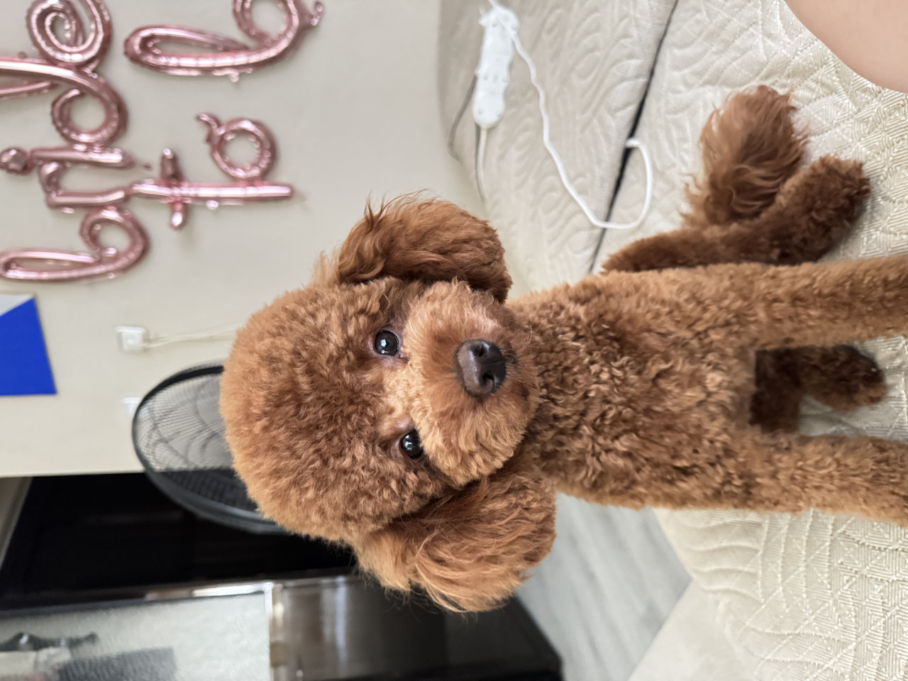 Dişi Eş Arıyoruz!!! 2