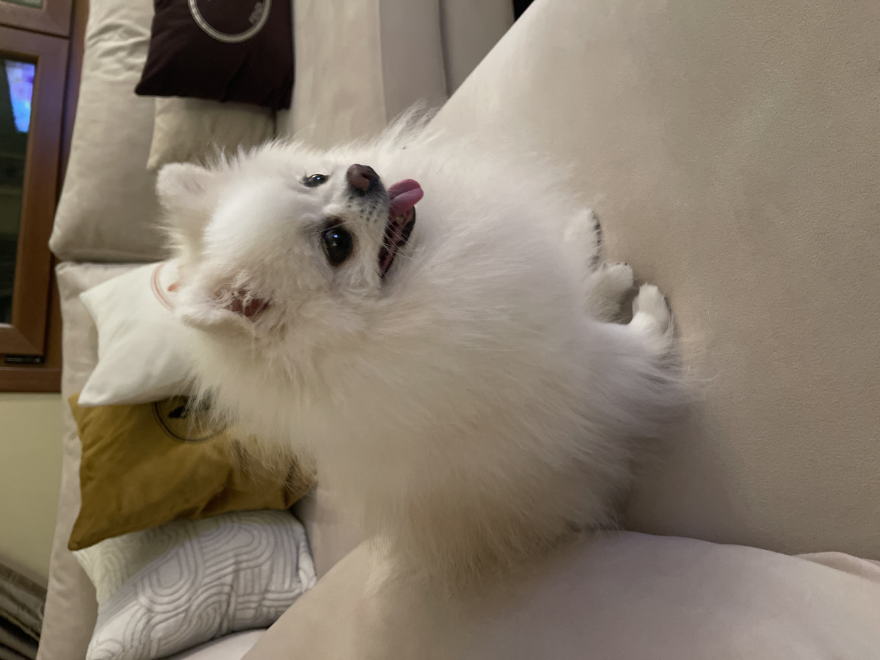 Pet eş bulma