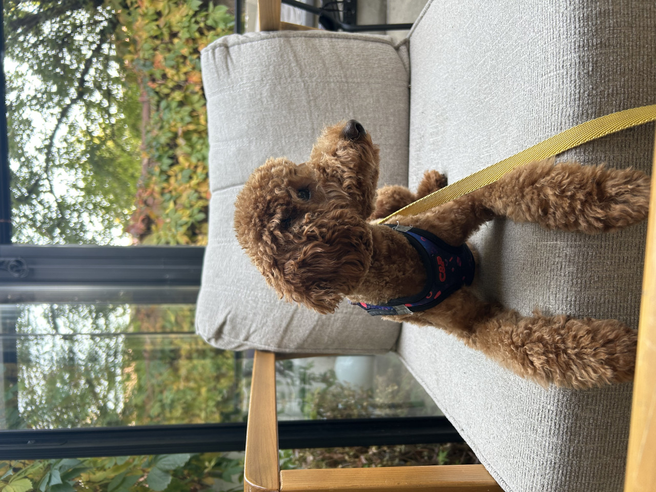 Küçük Prens Eşini Arıyor – Sıcacık Tüyleriyle Kalpleri Eritebilir! 2