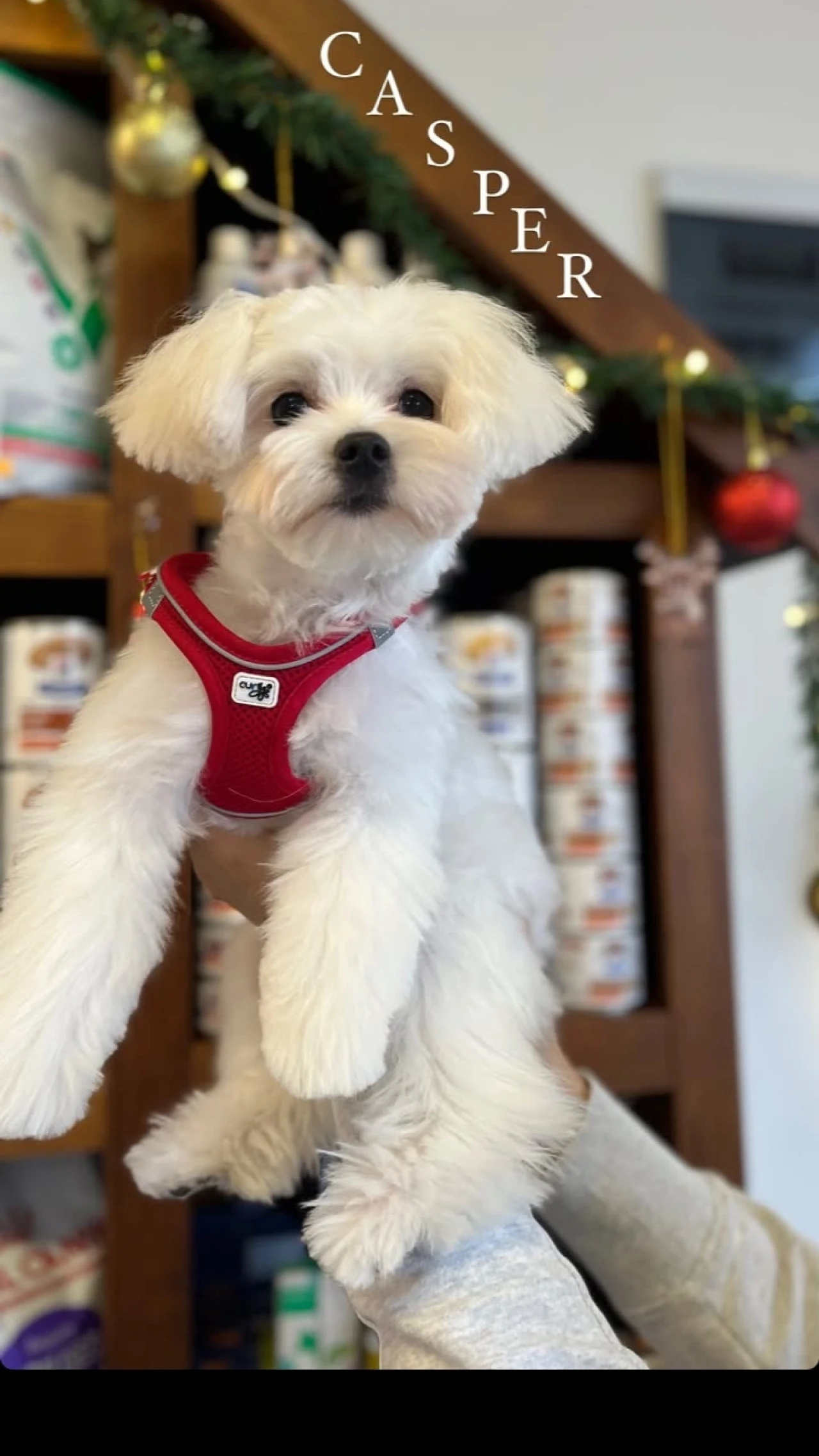 Oğlumuza prensesini arıyoruz :) 2