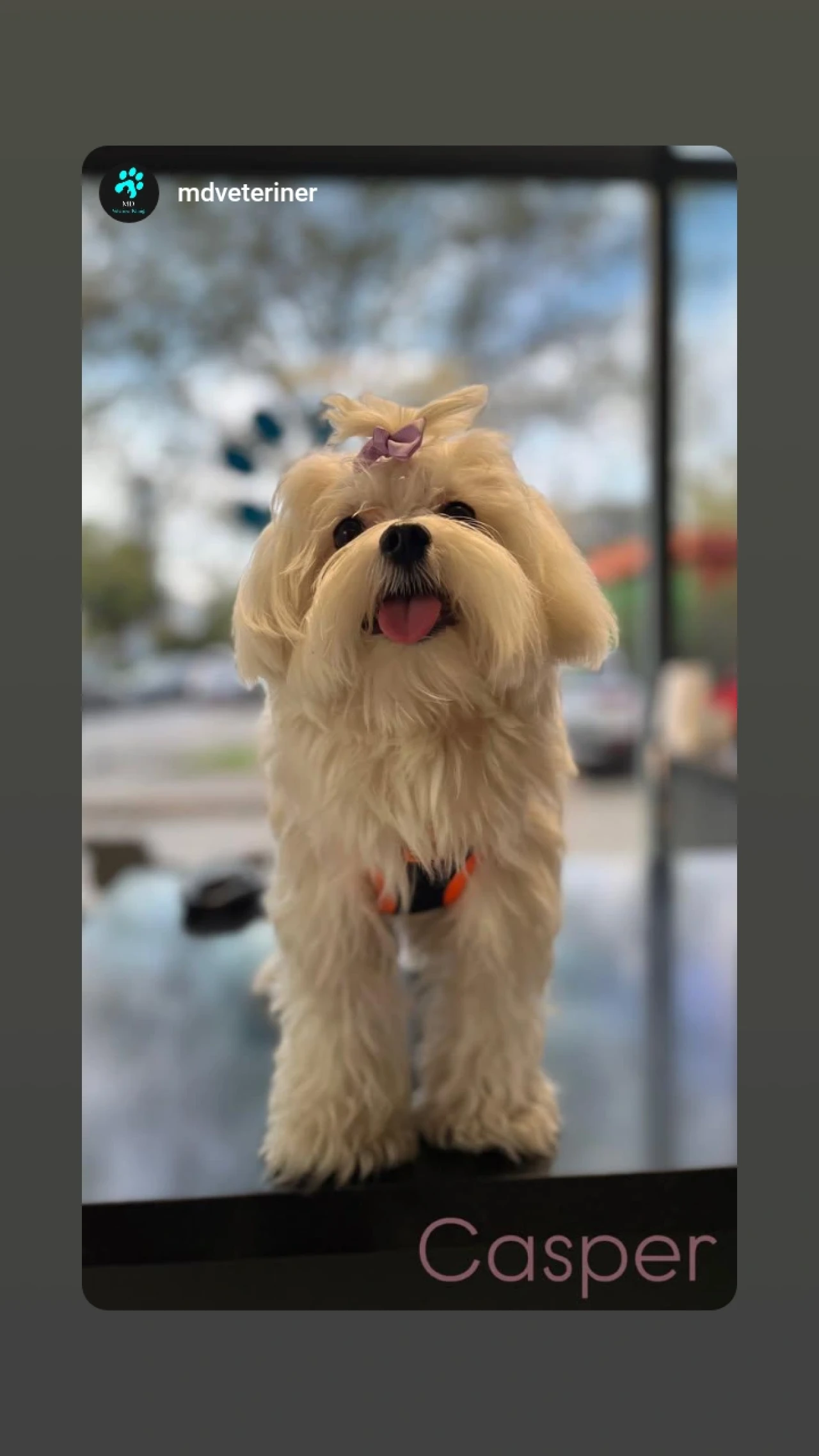 Oğlumuza prensesini arıyoruz :)