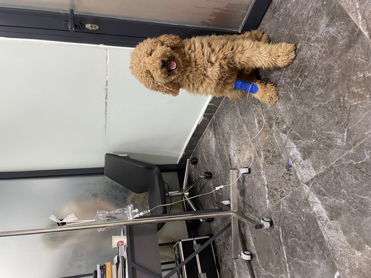 Antalya labradoodle 2